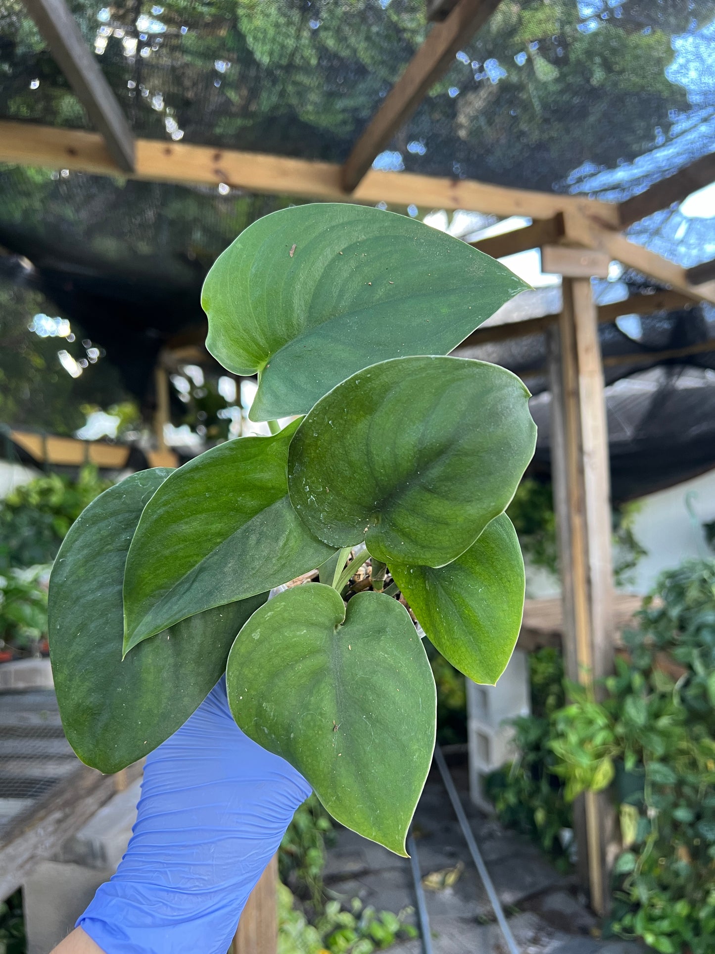 Scindapsus Jade Satin Cutting/4" Plant