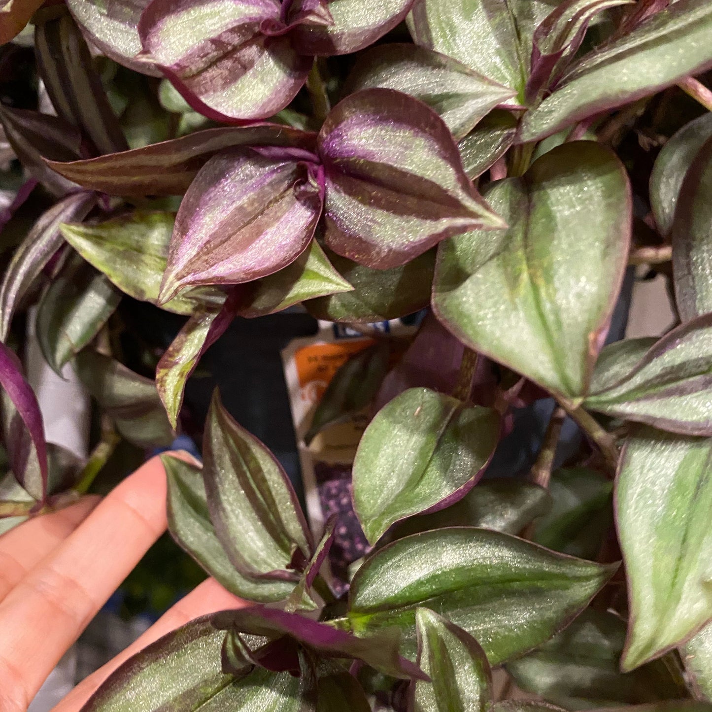Tradescantia Zebrina Cutting