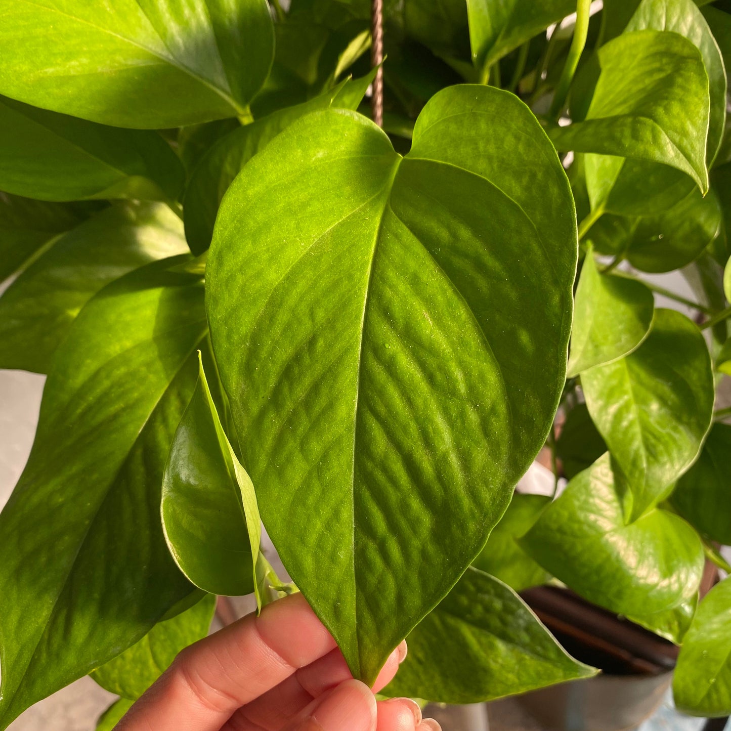 Jade Pothos Cutting