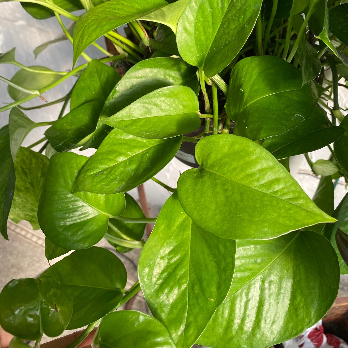 Jade Pothos Cutting
