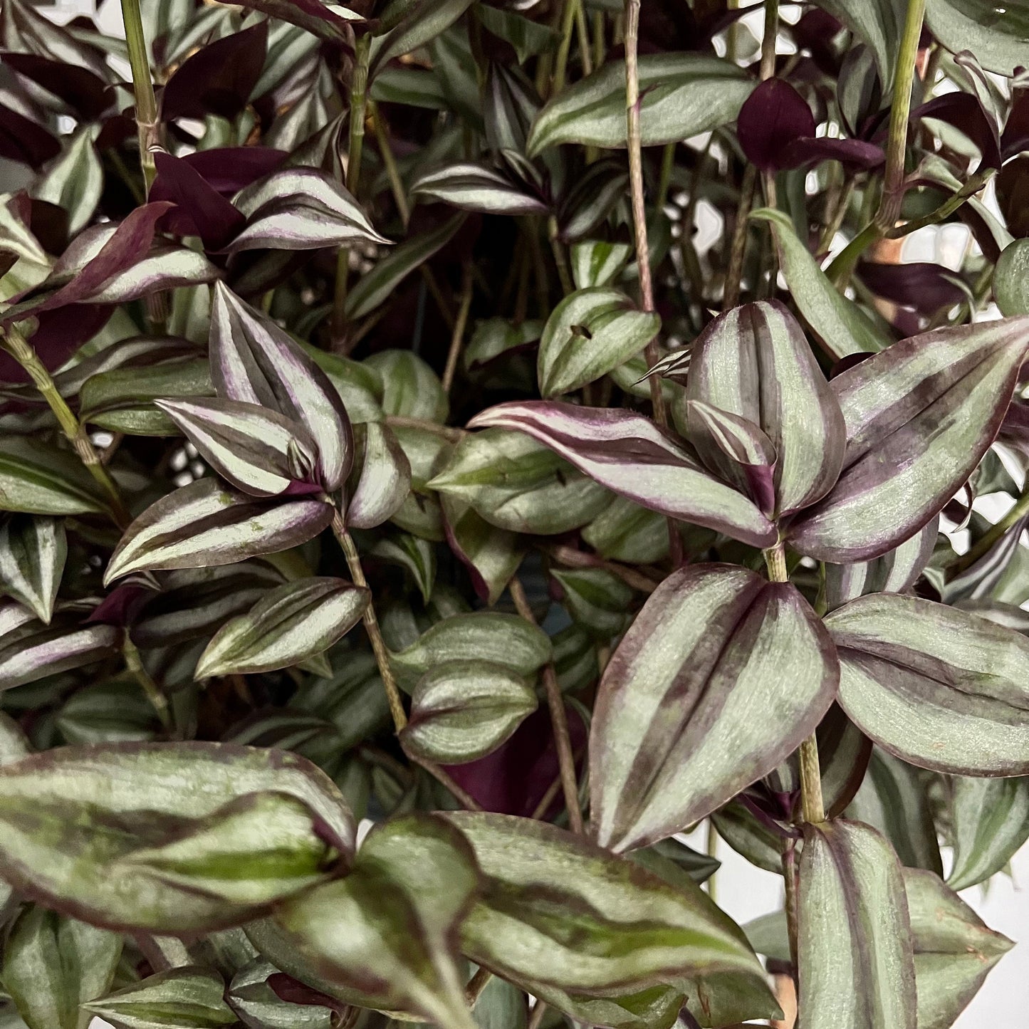 Tradescantia Zebrina Cutting
