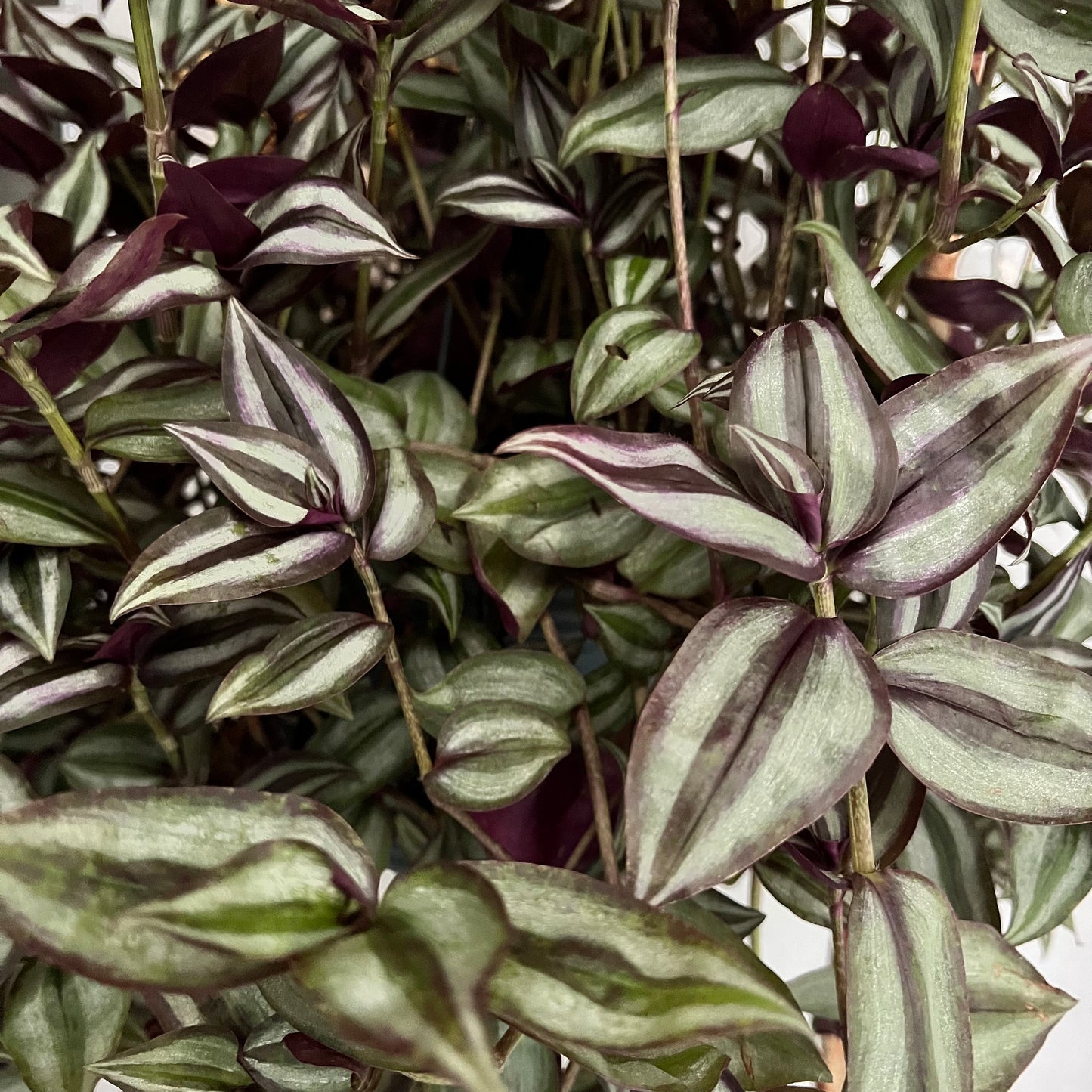 Tradescantia Zebrina Cutting | plant cuttings, propagation, house plants