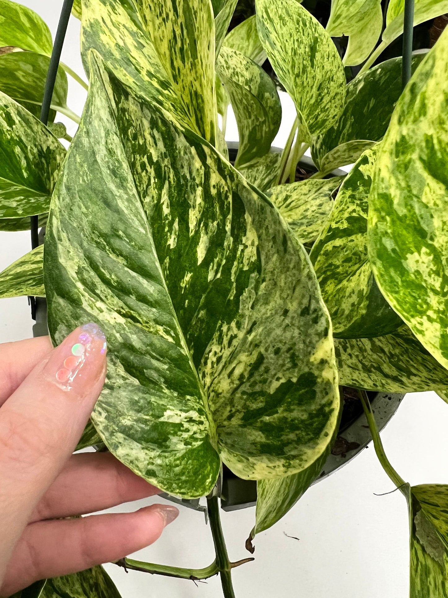 Marble Queen Pothos Cutting