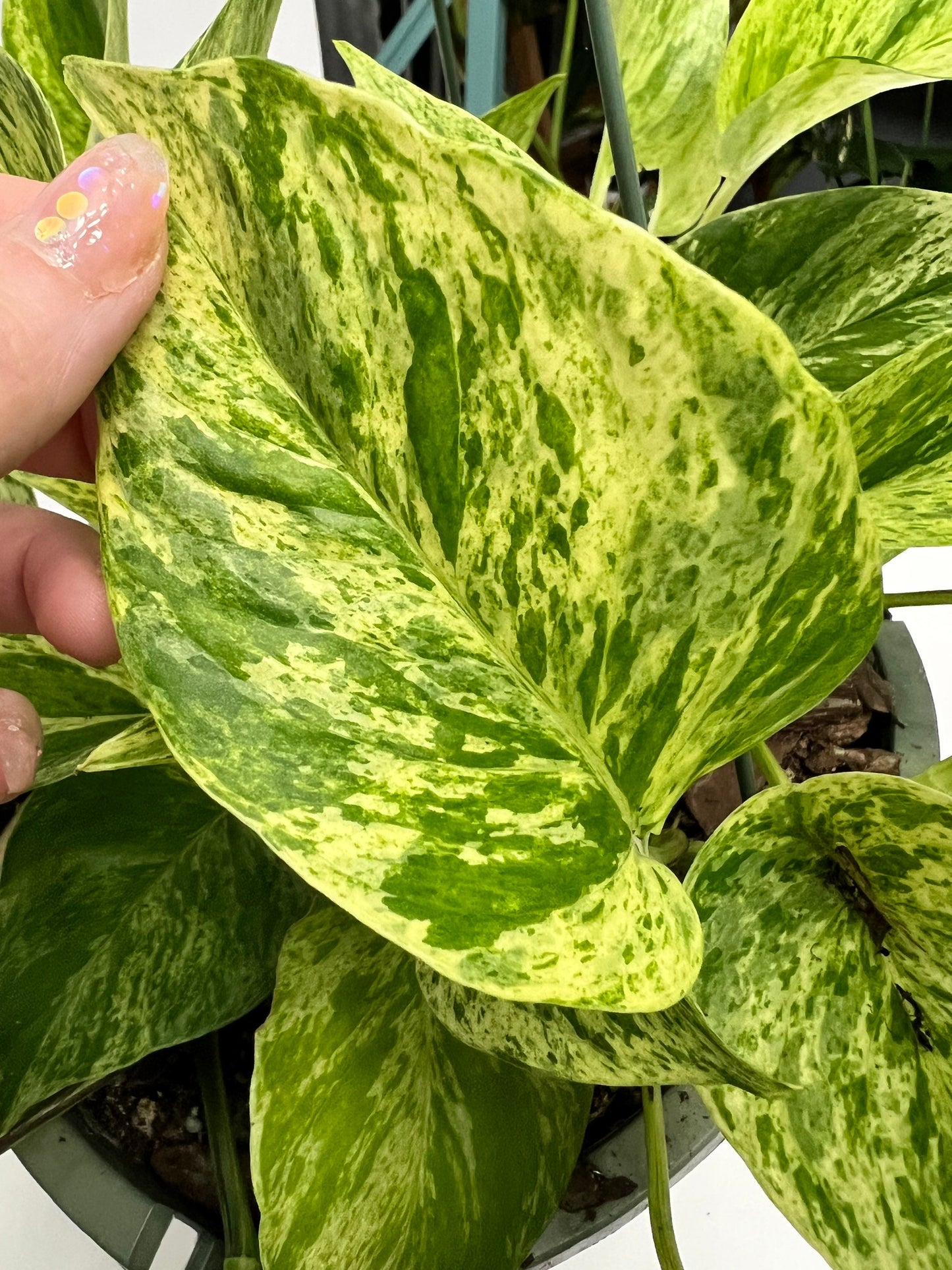 Marble Queen Pothos Cutting