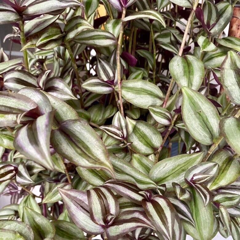 Tradescantia Zebrina Cuttings (5)