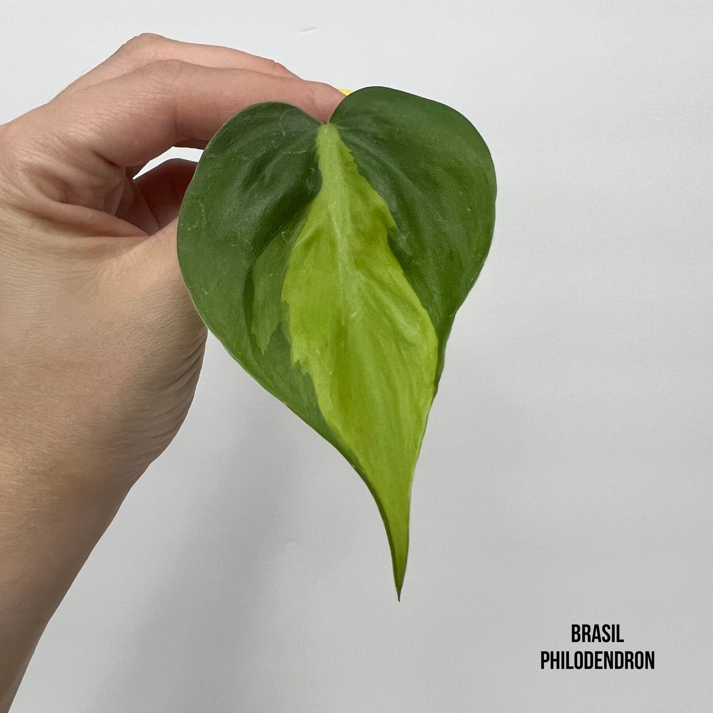 Trio Philodendron Bundle (3)