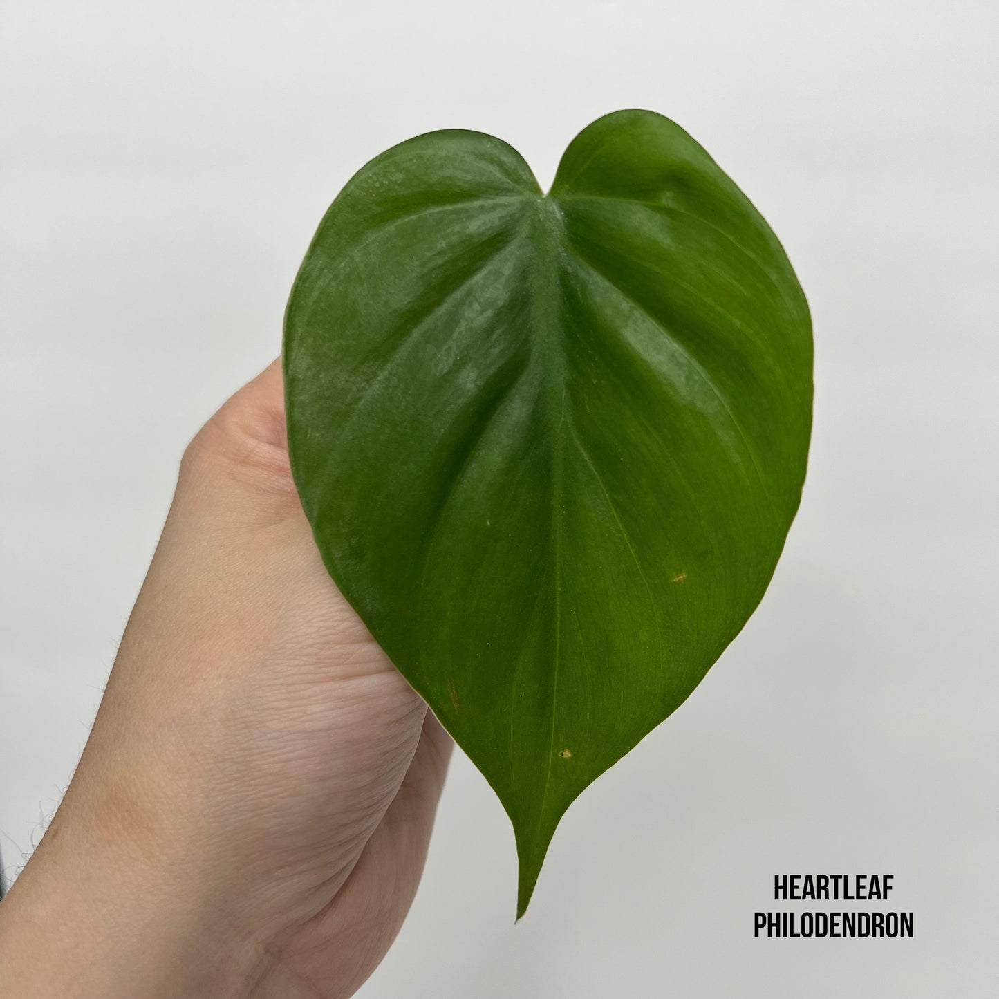 Trio Philodendron Bundle (3)