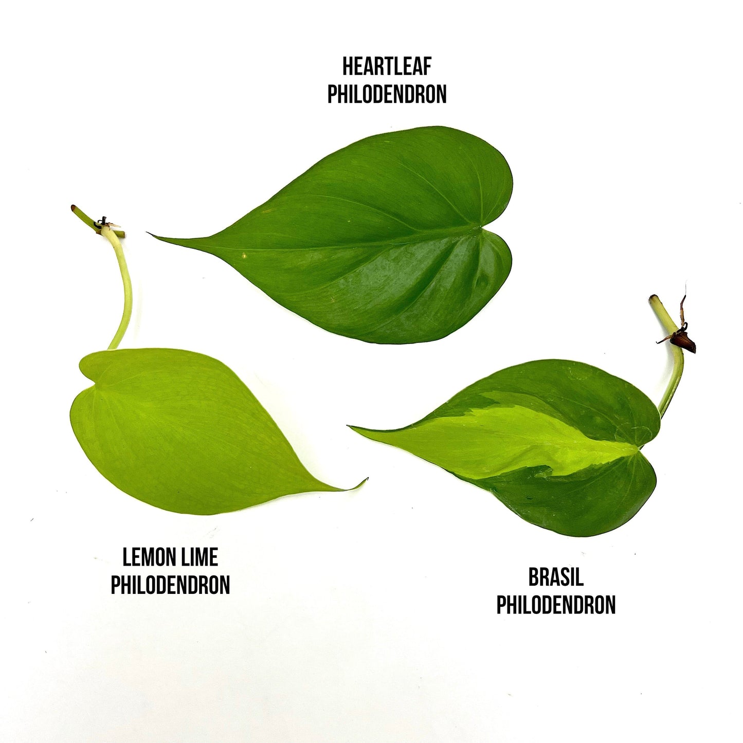 Trio Philodendron Bundle (3)