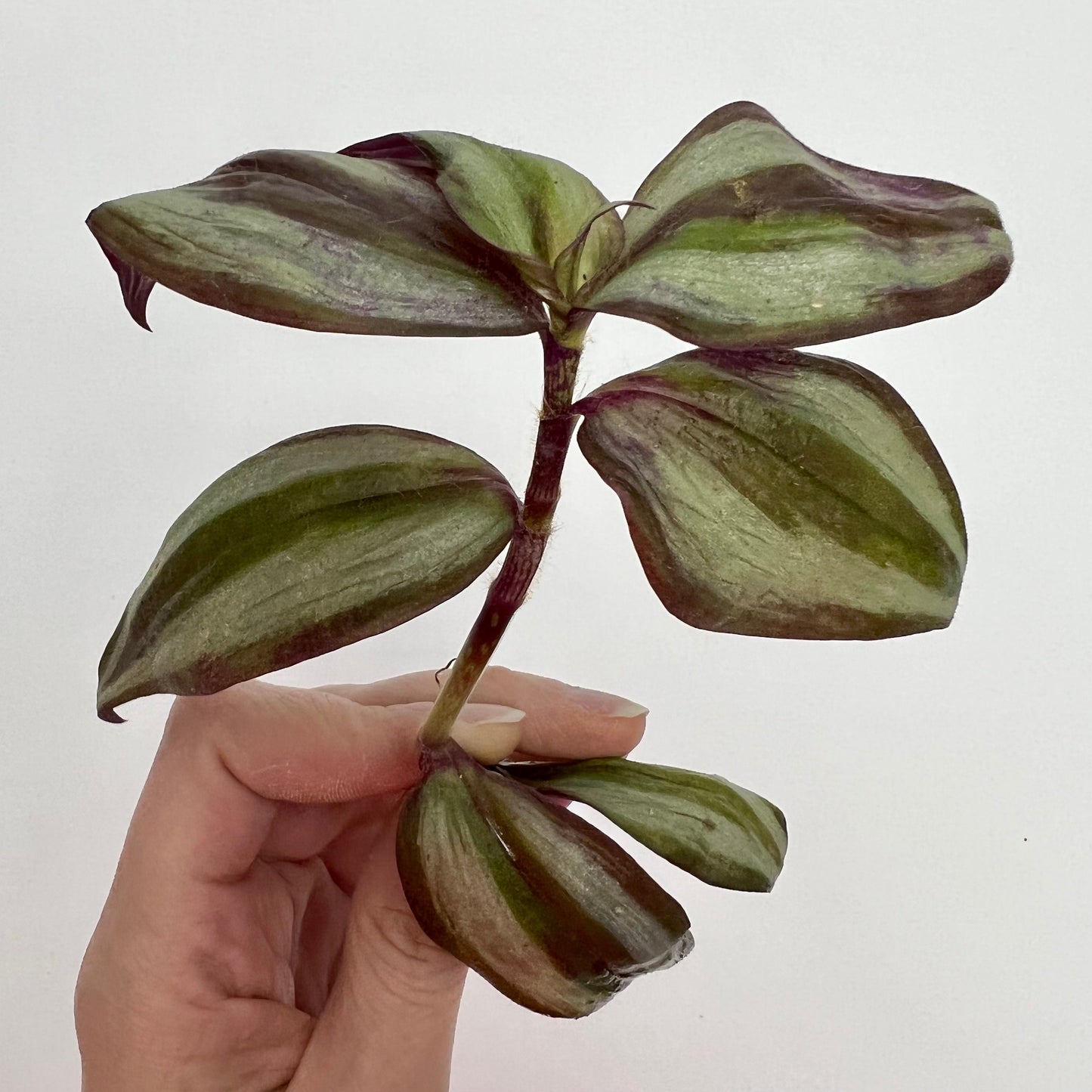 Tradescantia Zebrina Cutting