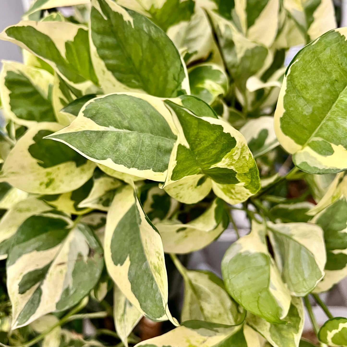 Pearls & Jade Pothos Cutting