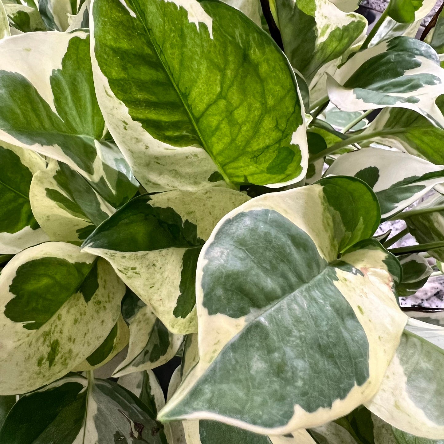Pearls & Jade Pothos Cutting