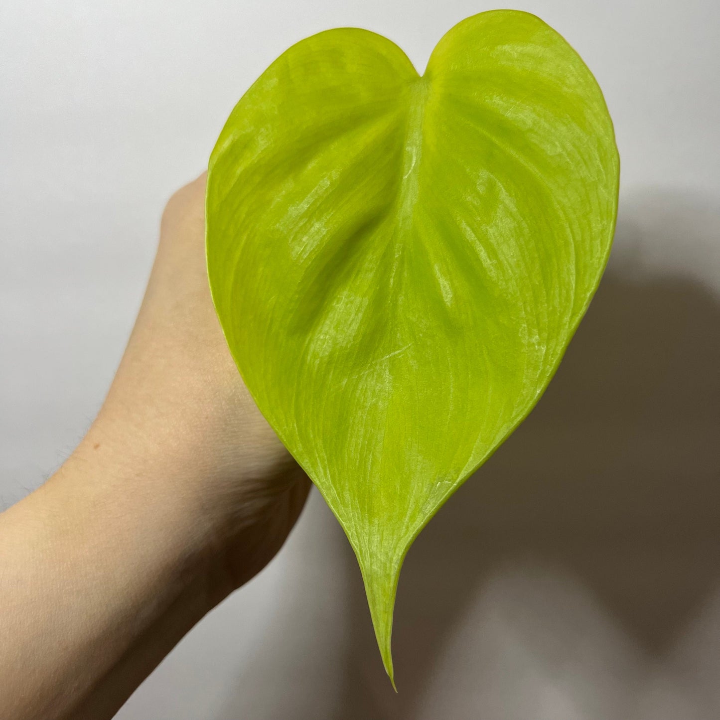 Lemon Lime Philodendron Cutting
