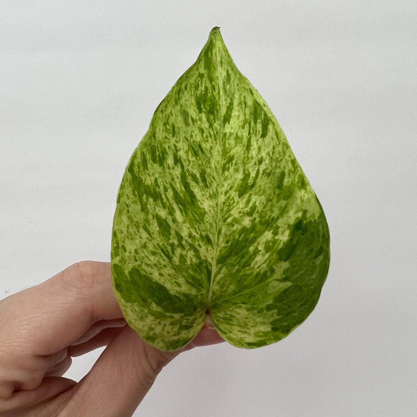 Marble Queen Pothos Cutting
