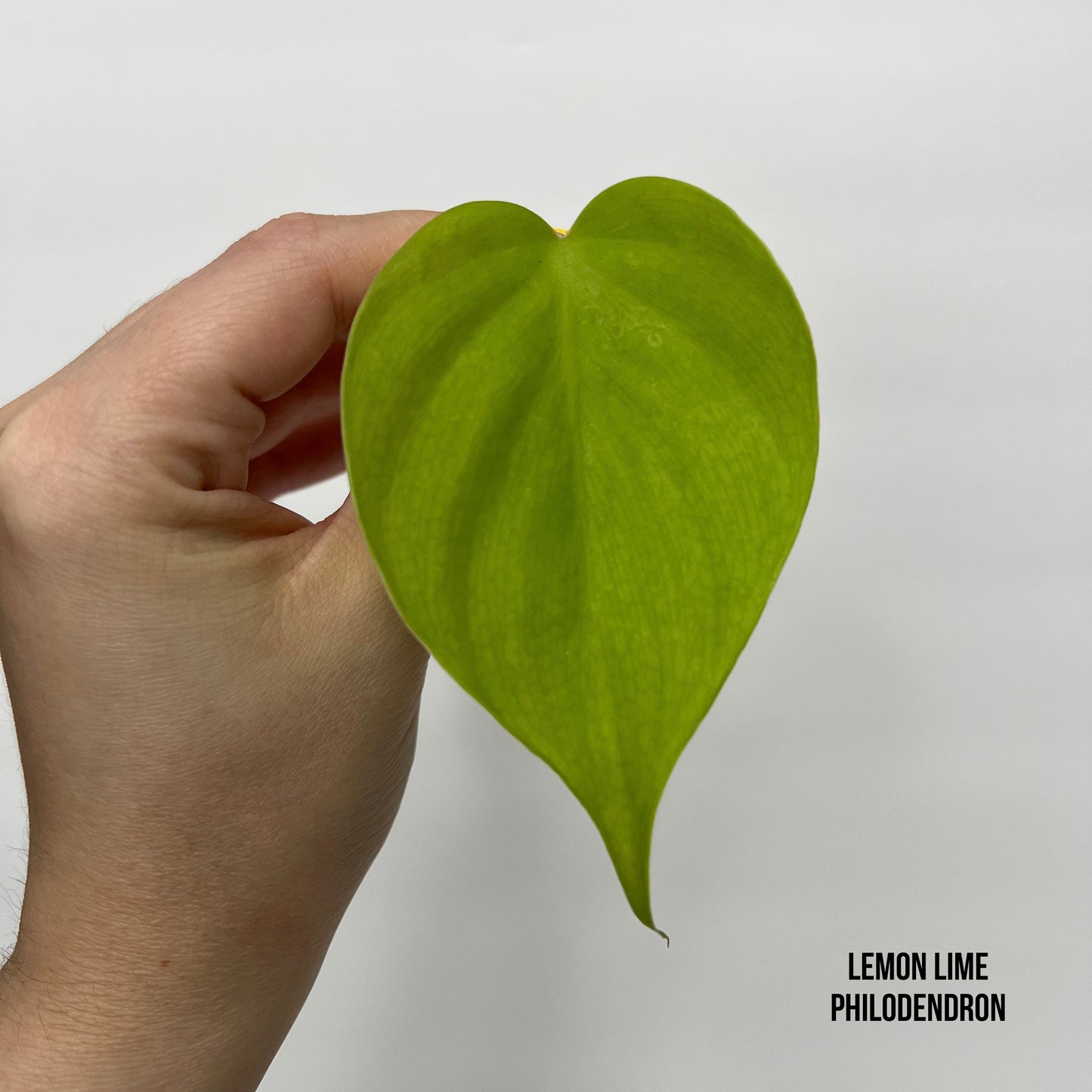 Trio Philodendron Bundle (3)