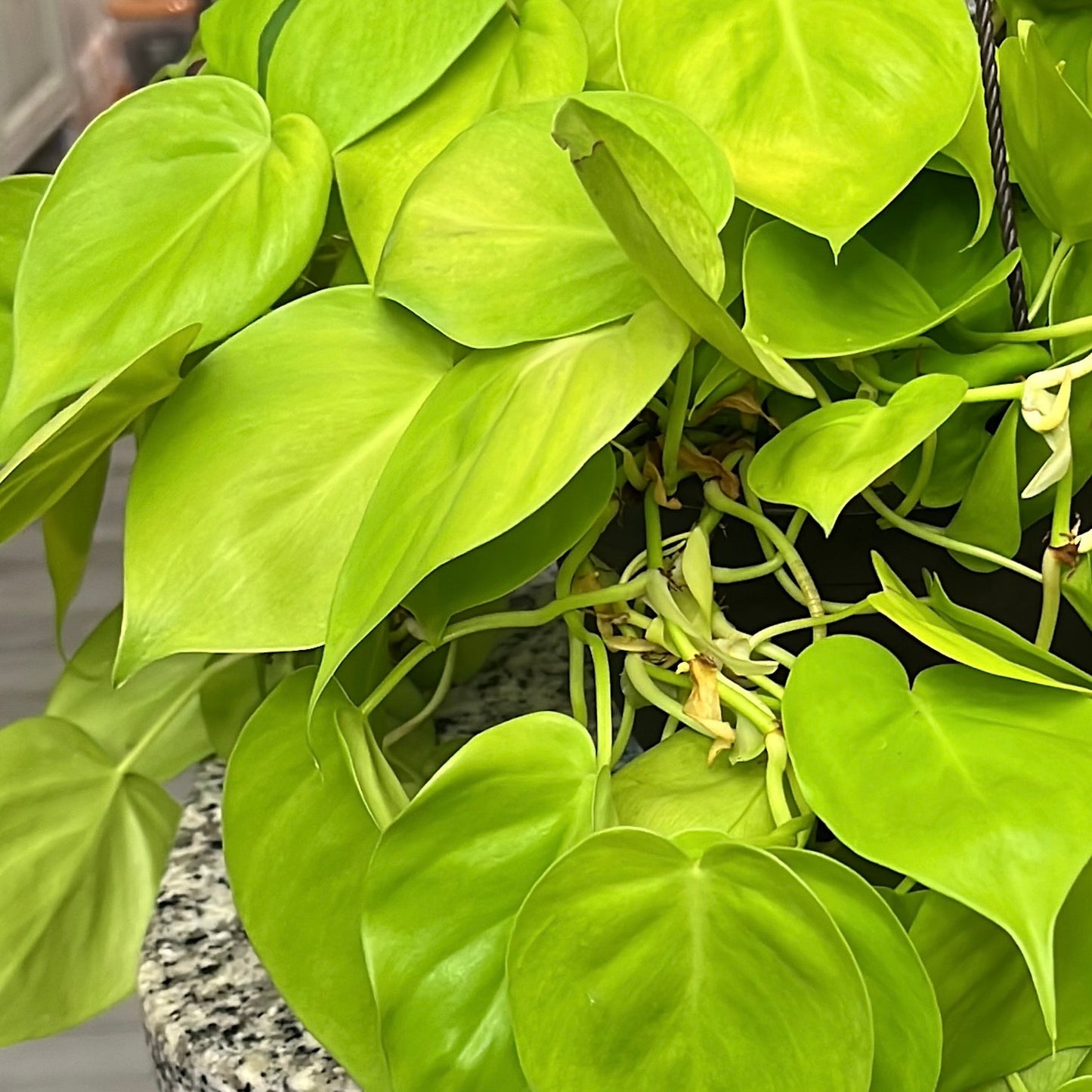 Trio Philodendron Bundle (3)