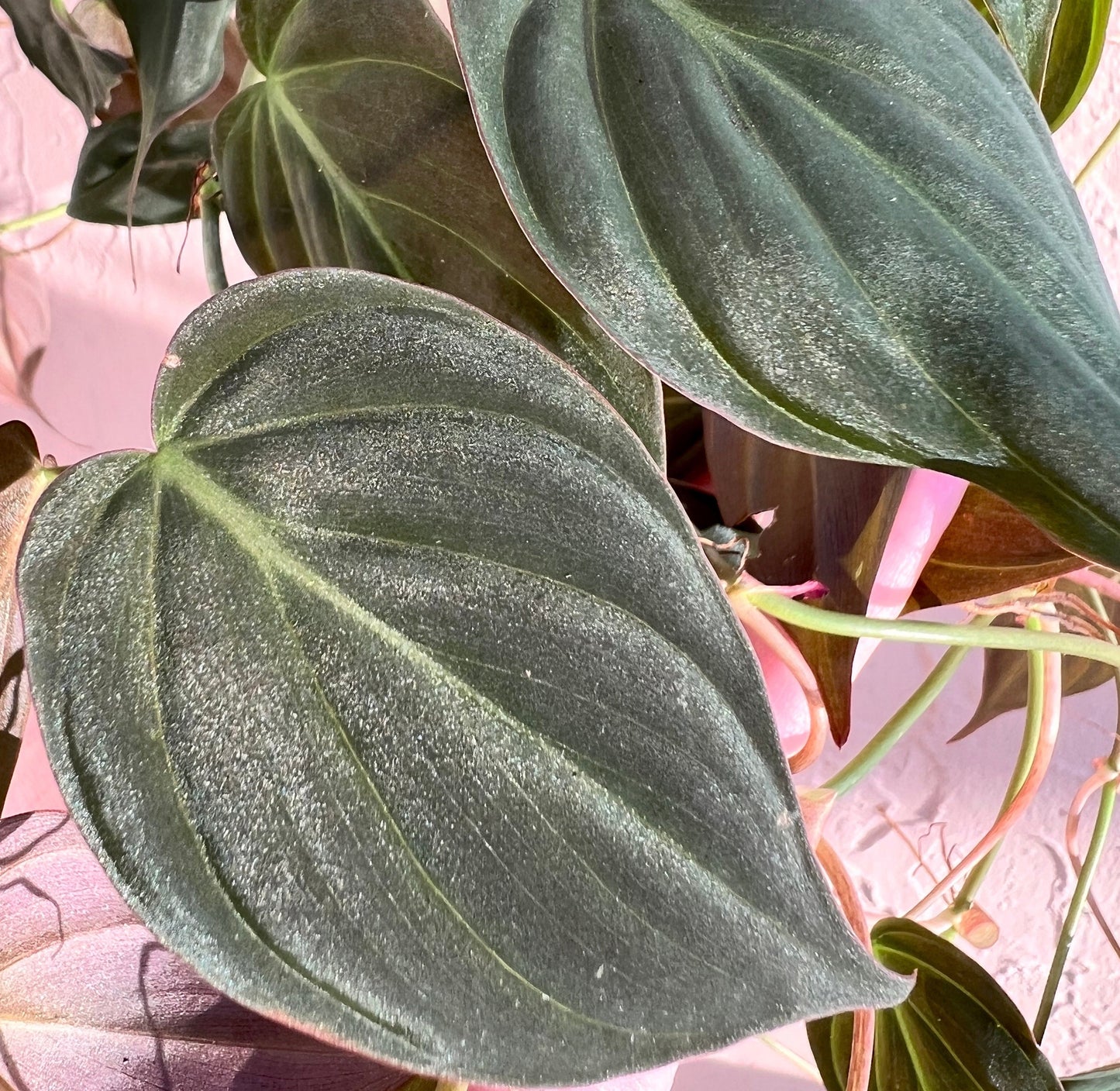 Micans Philodendron Cutting