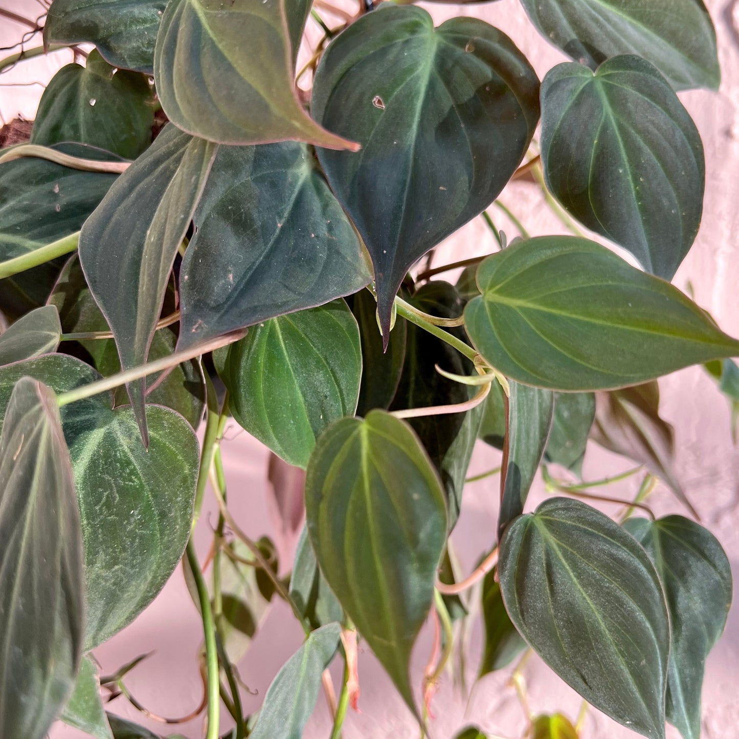 Micans Philodendron Cutting
