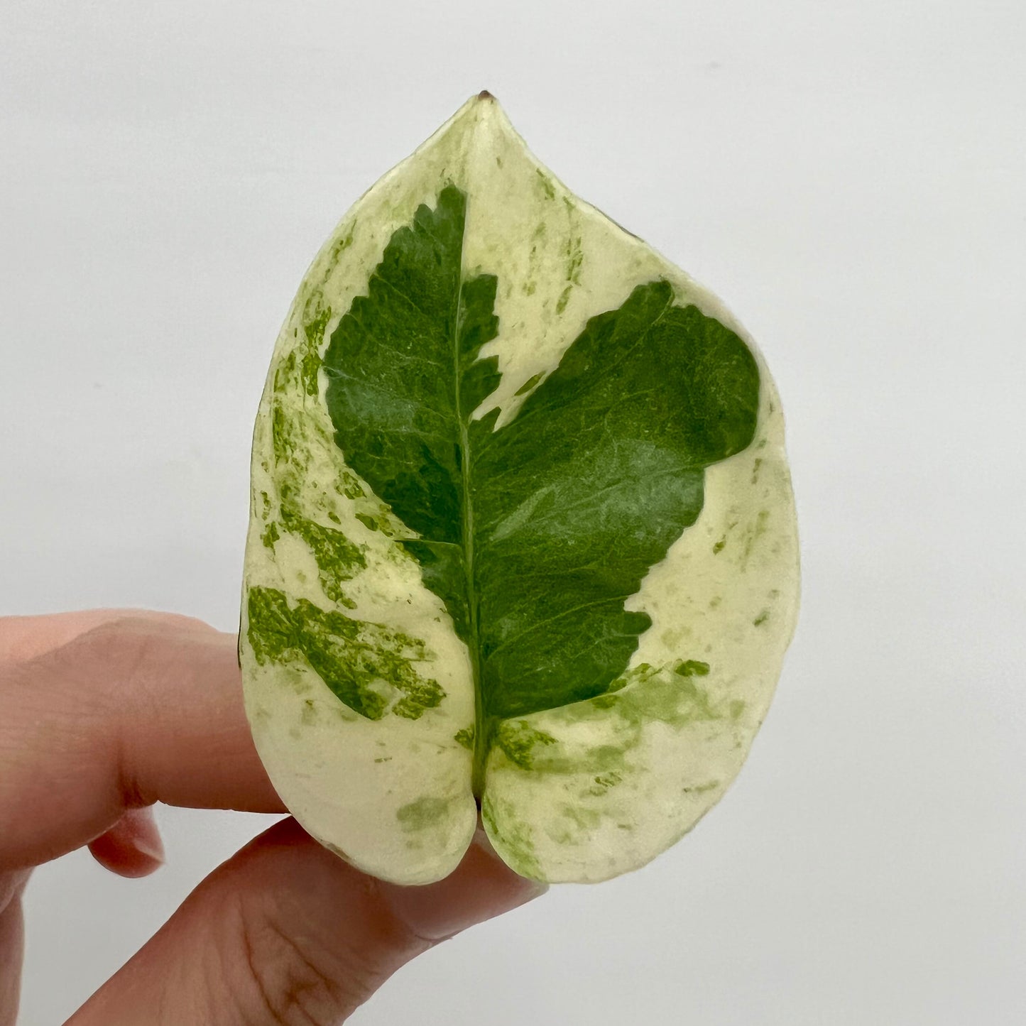 Pearls & Jade Pothos Cutting