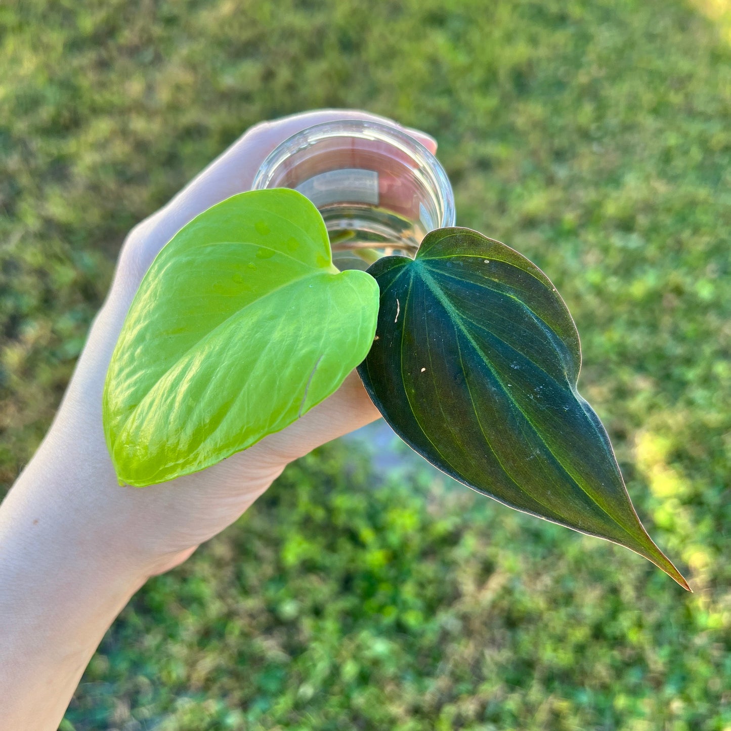 Neon Pothos & Philodendron Micans Variety Pack (2)