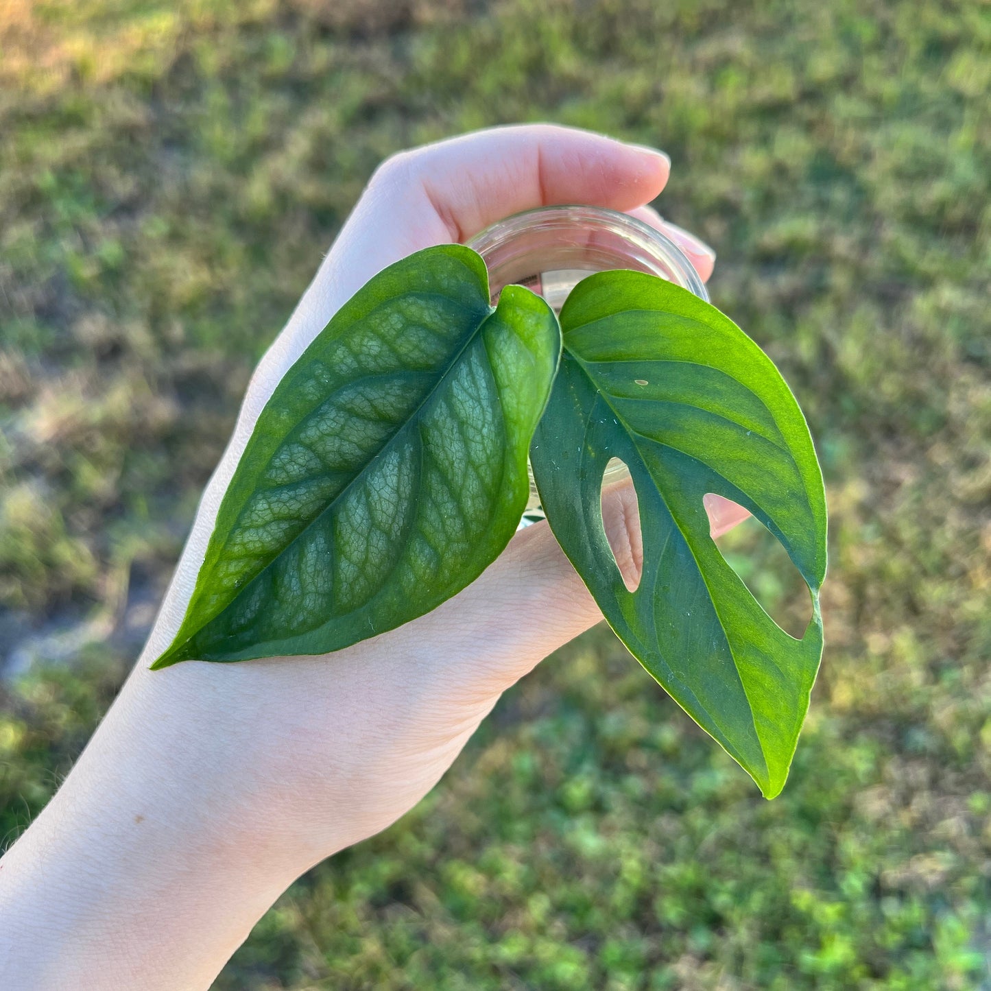 Monstera Siltepecana & Monstera Adansonii Variety Pack (2)