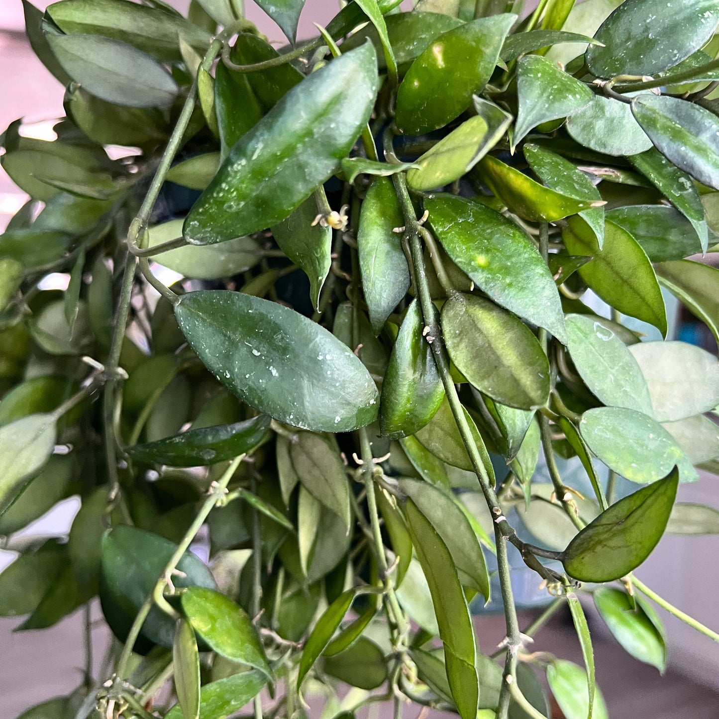 Hoya Lacunosa Cutting