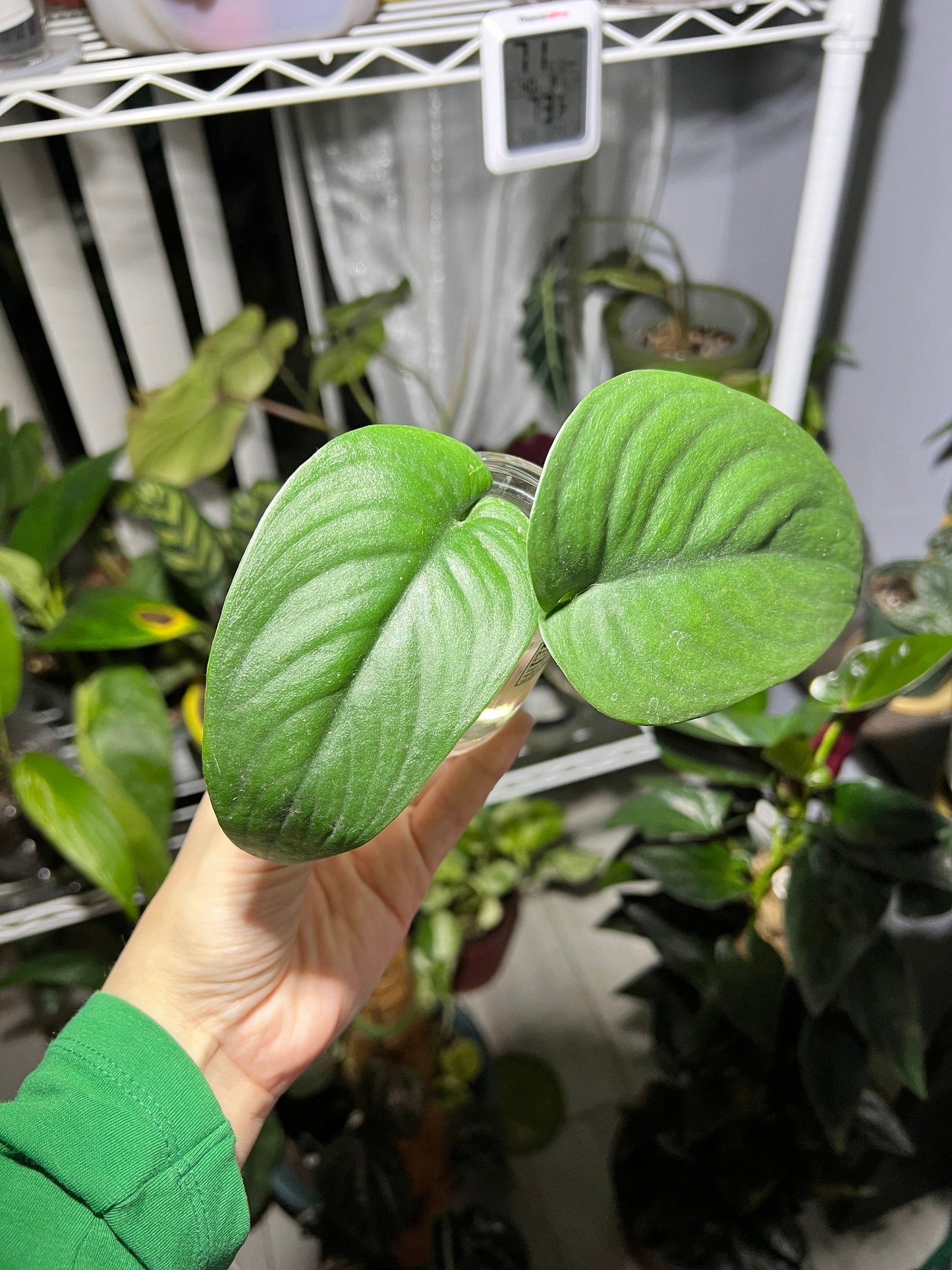 Scindapsus Jade Satin Cutting/4" Plant