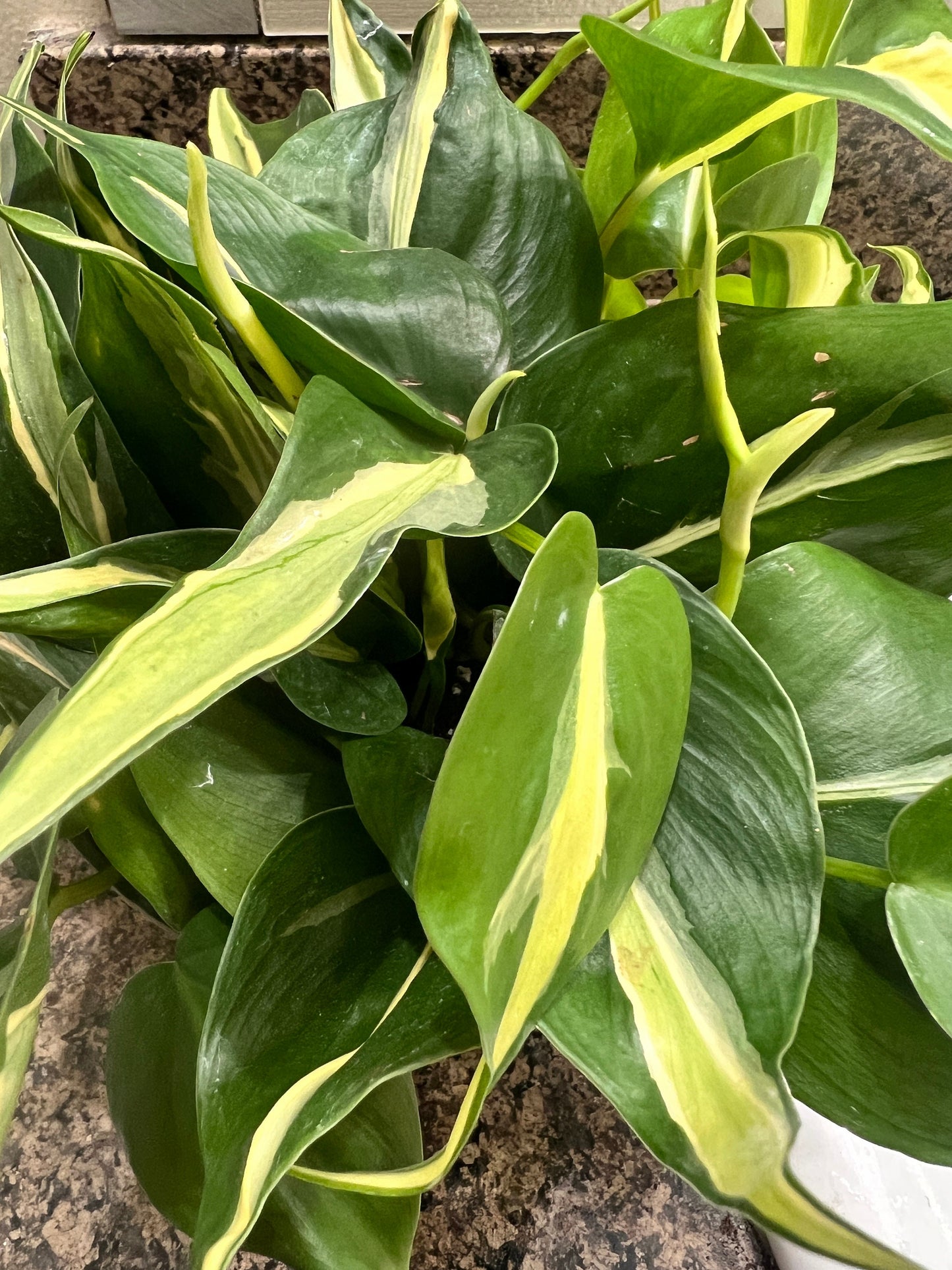 RARE Philodendron Hederaceum Silver Stripe Cutting