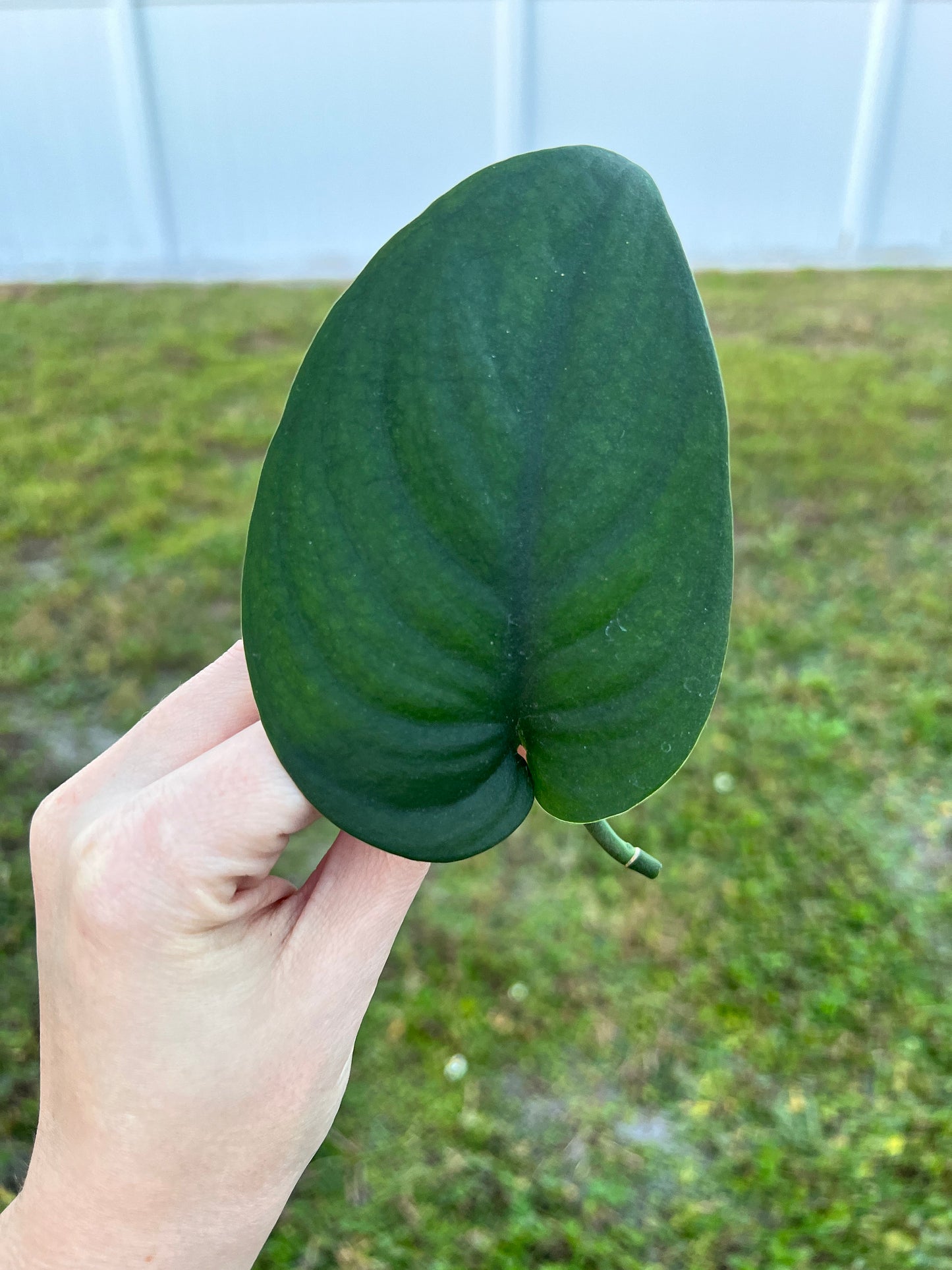 Scindapsus Jade Satin Cutting/4" Plant
