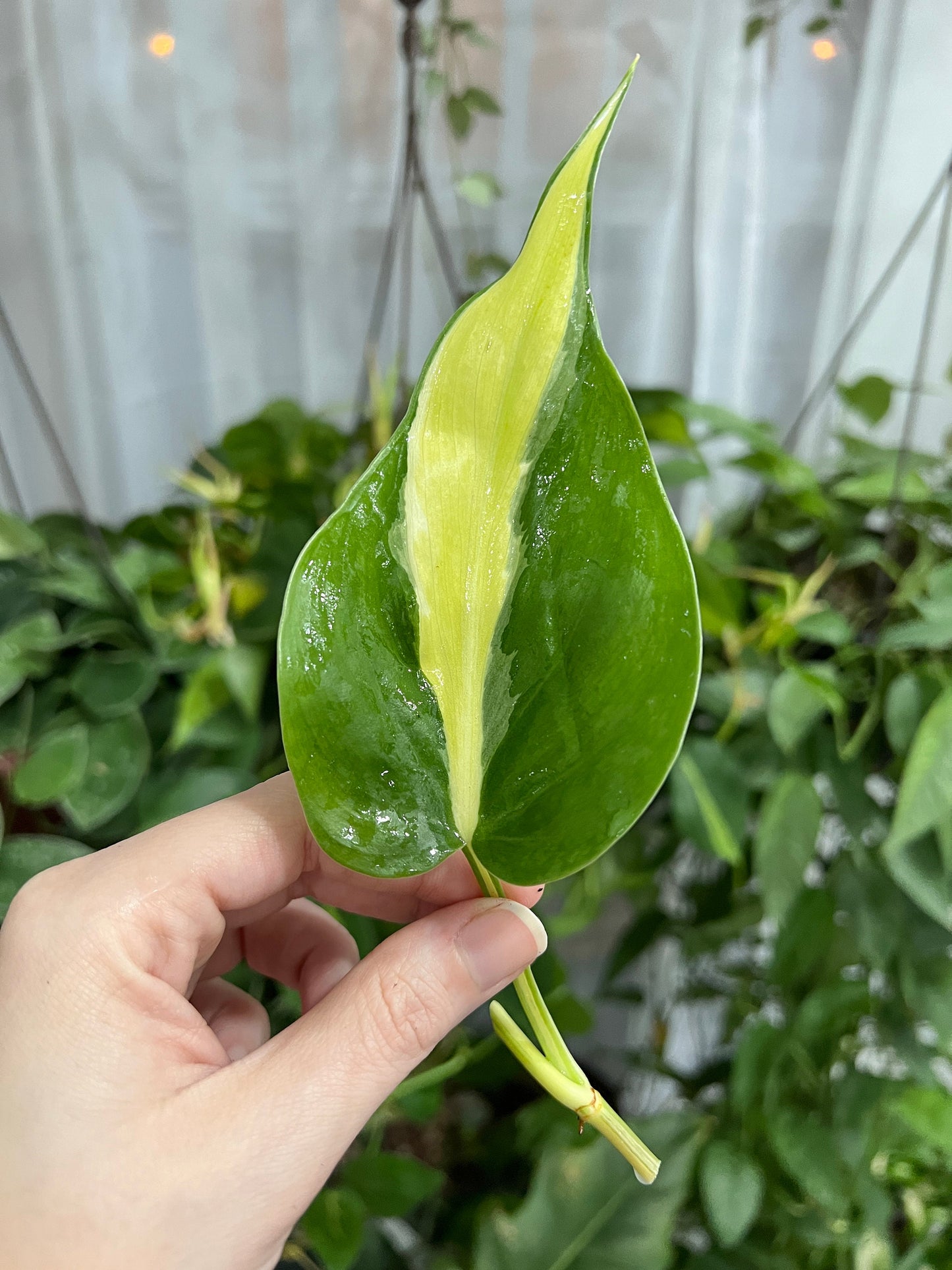 RARE Philodendron Hederaceum Silver Stripe Cutting