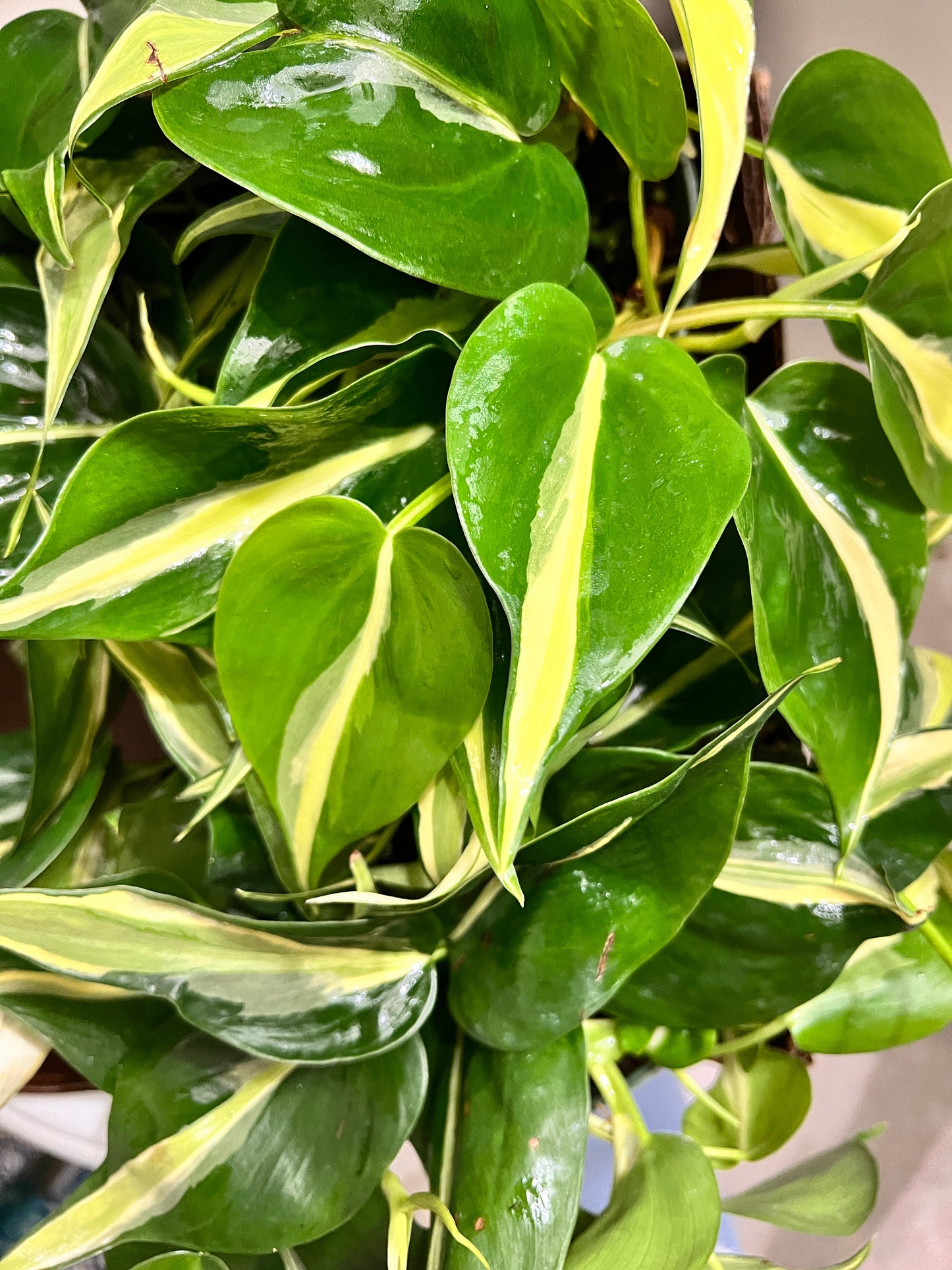 RARE Philodendron Hederaceum Silver Stripe Cutting