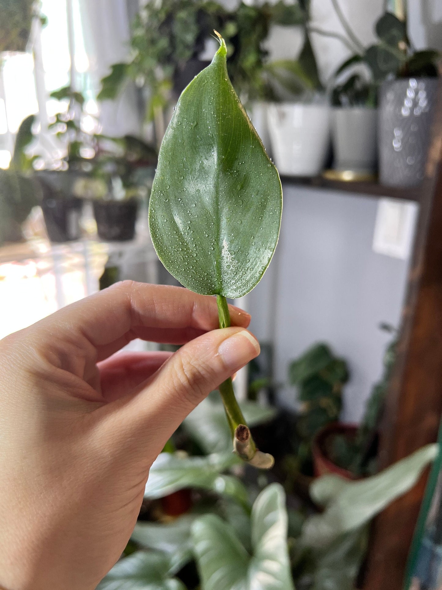 Silver Sword Philodendron Cutting