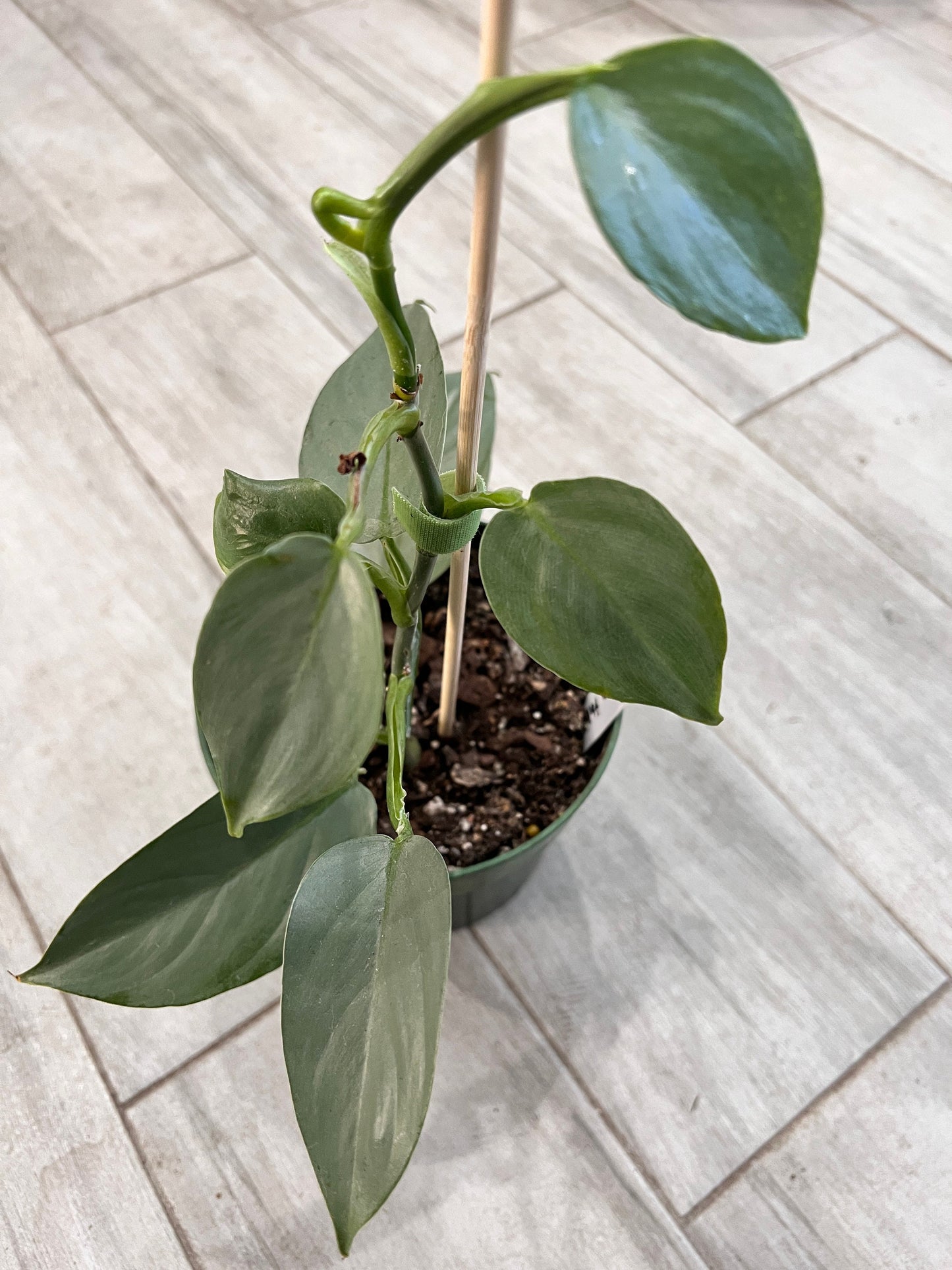 Silver Sword Philodendron Cutting
