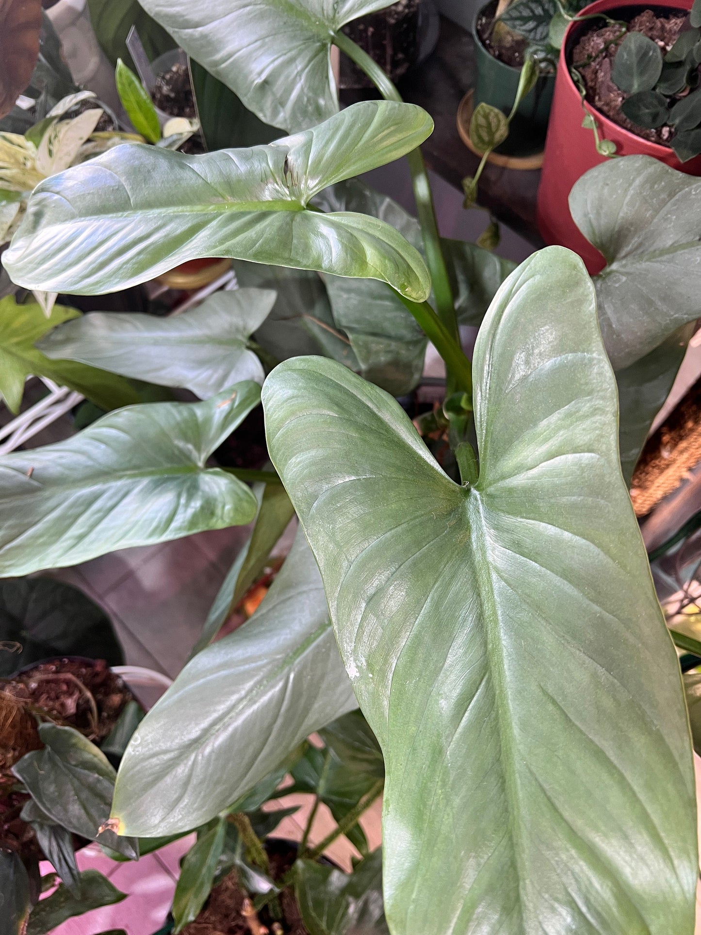 Silver Sword Philodendron Cutting
