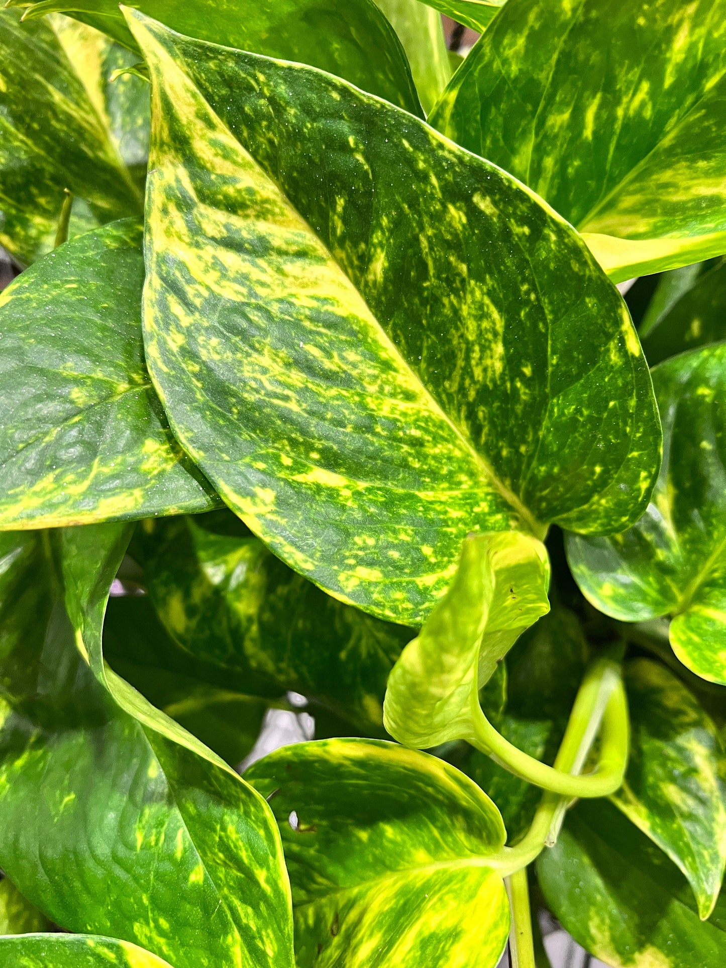 Golden Pothos Cutting