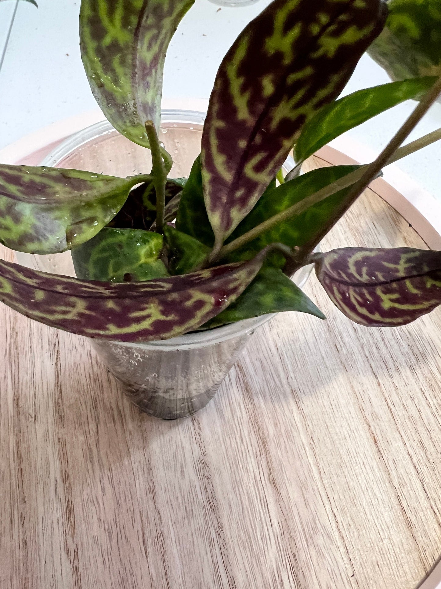 Aeschynanthus Lipstick 'Black Pagoda' Cutting