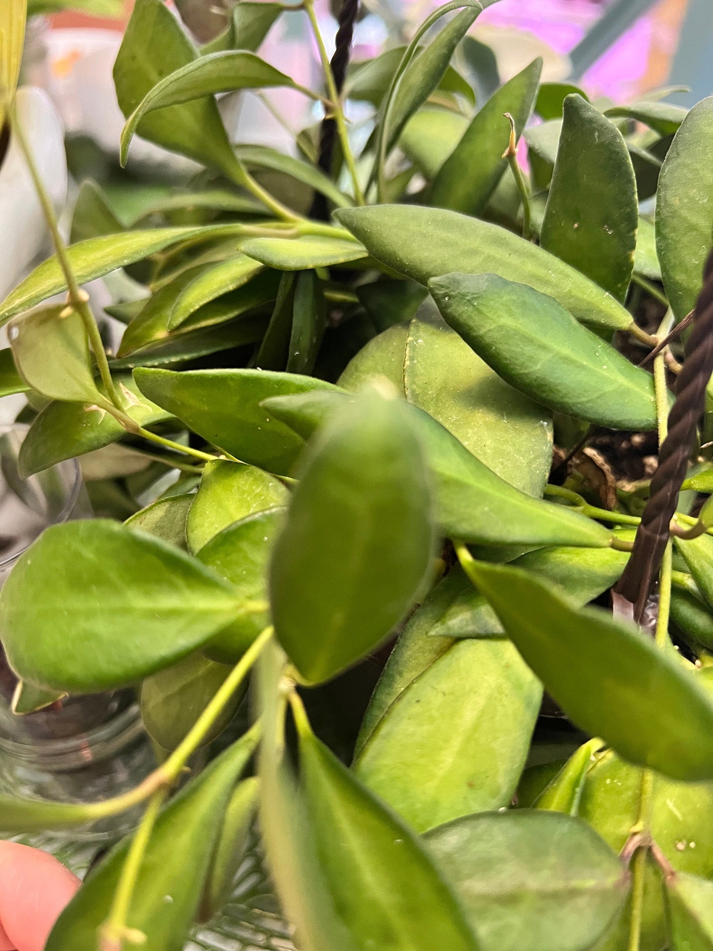Hoya Bilobata DS-70 Cutting