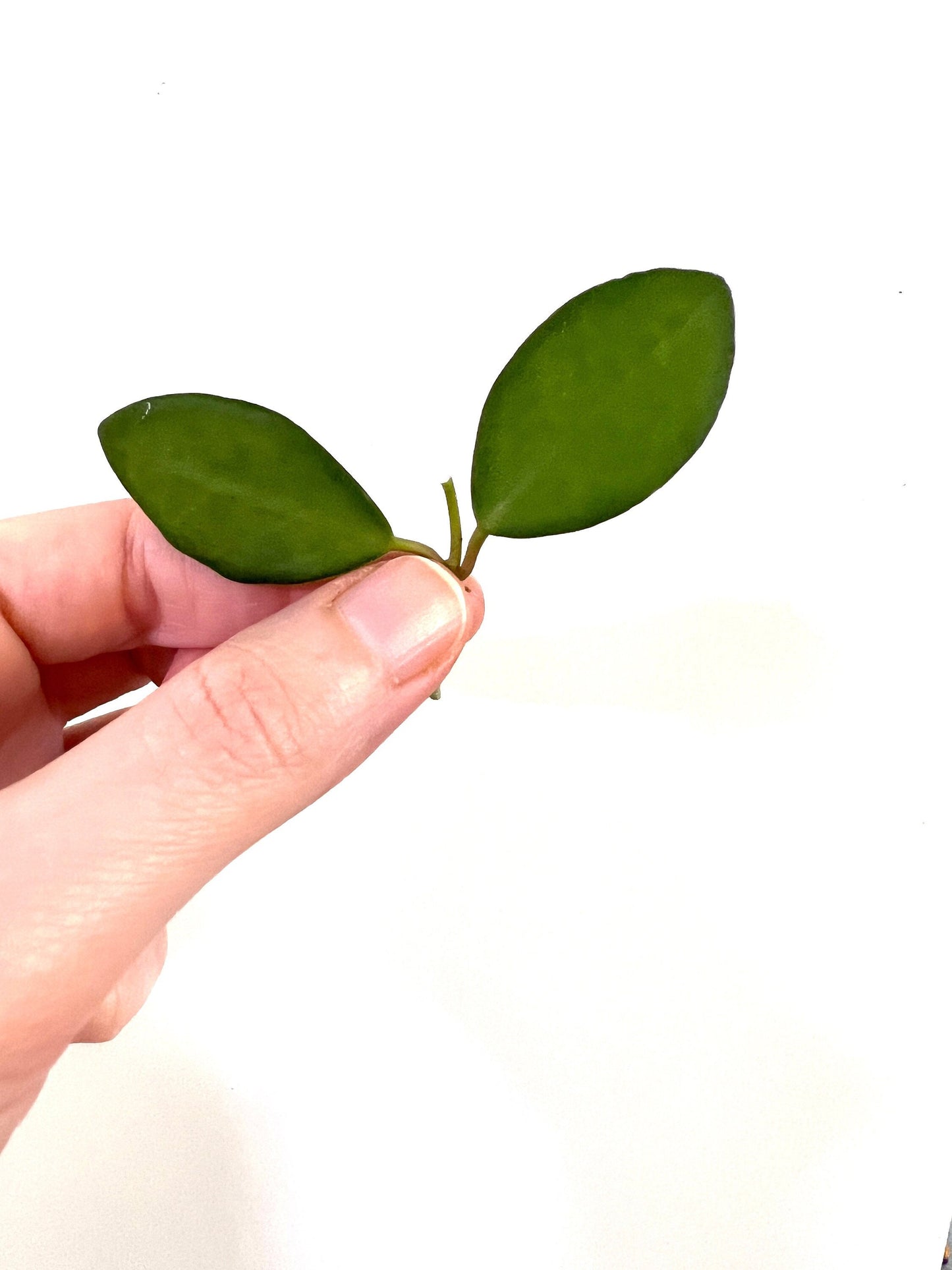 Hoya Bilobata DS-70 Cutting
