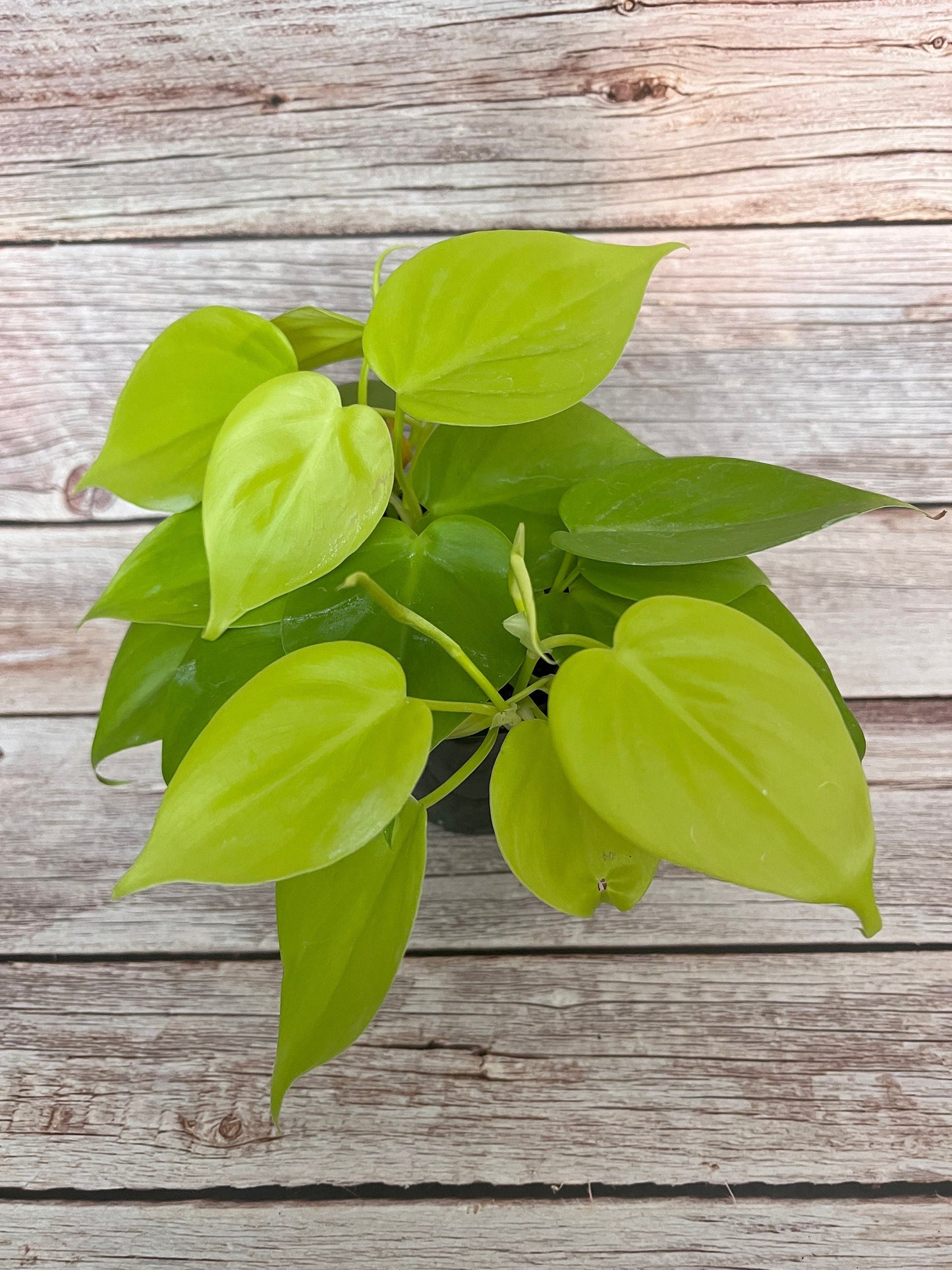 Lemon Lime Philodendron Cutting
