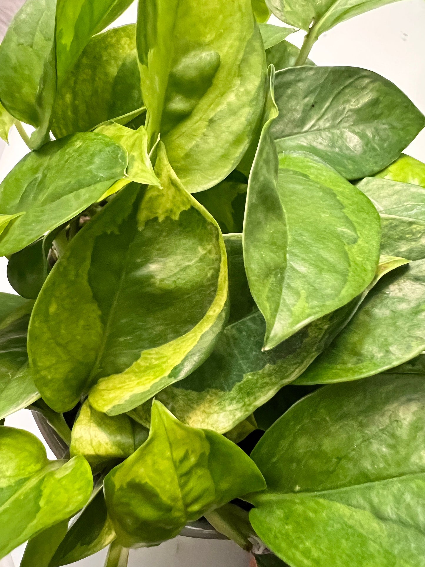 Lemon Meringue Pothos Cutting
