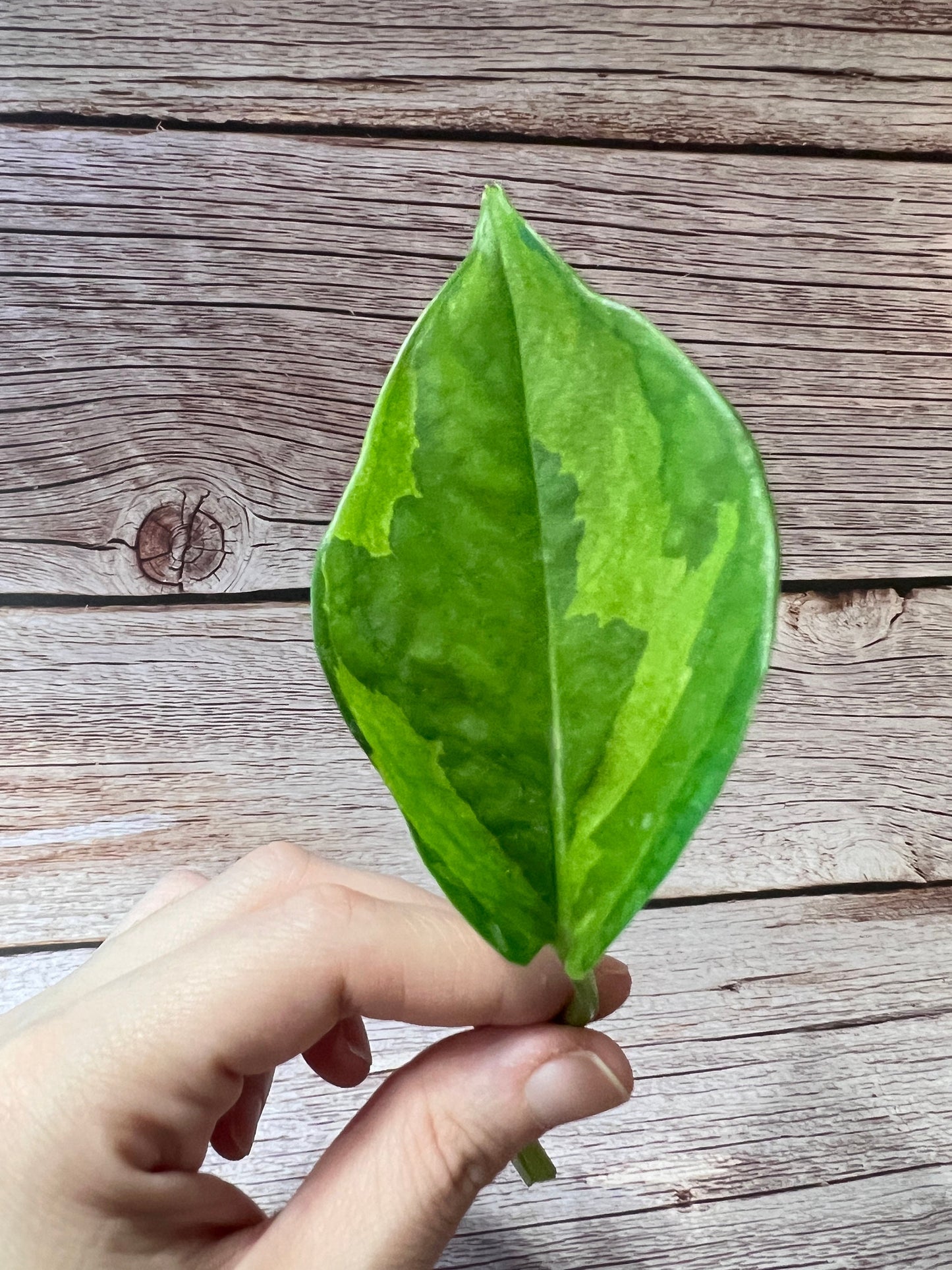 Lemon Meringue Pothos Cutting