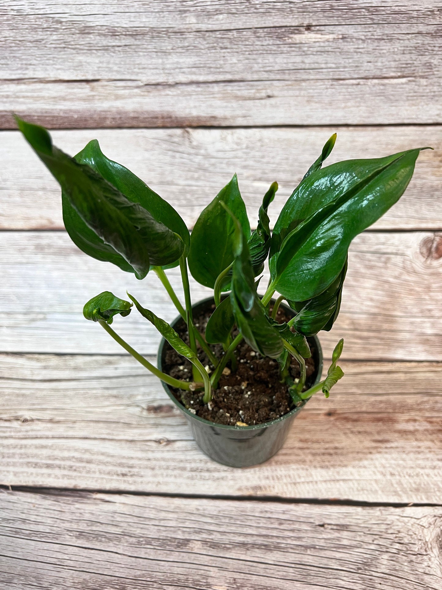 Shangri-La Pothos Cutting
