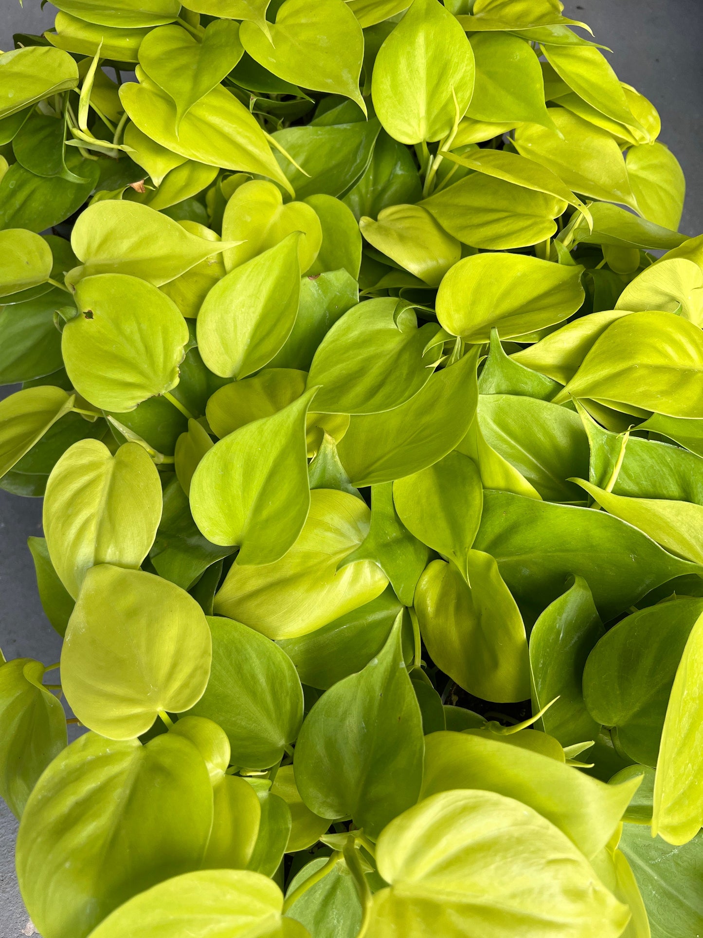 Lemon Lime Philodendron Cutting