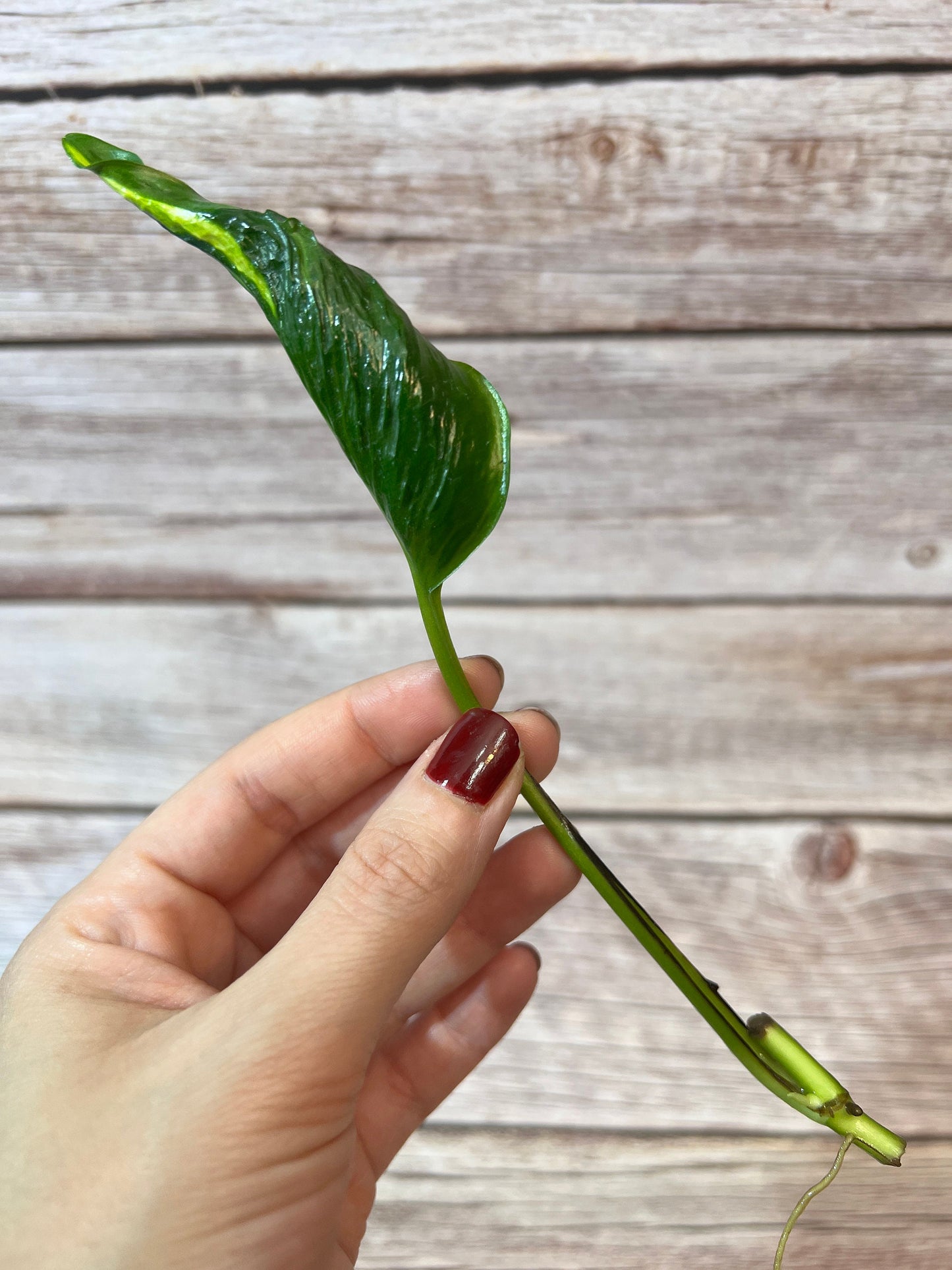 Shangri-La Pothos Cutting