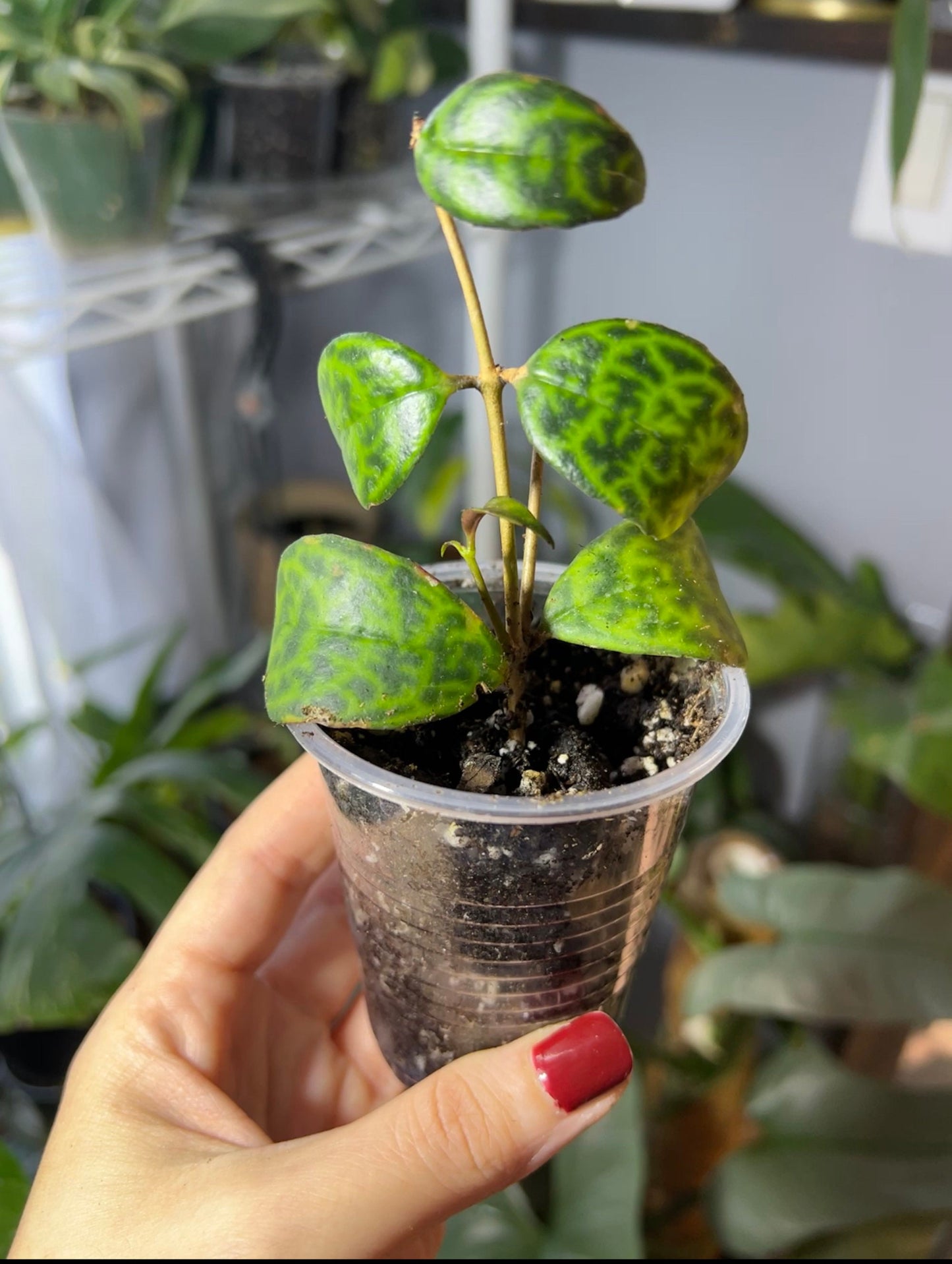 Aeschynanthus Lipstick 'Black Pagoda' Cutting