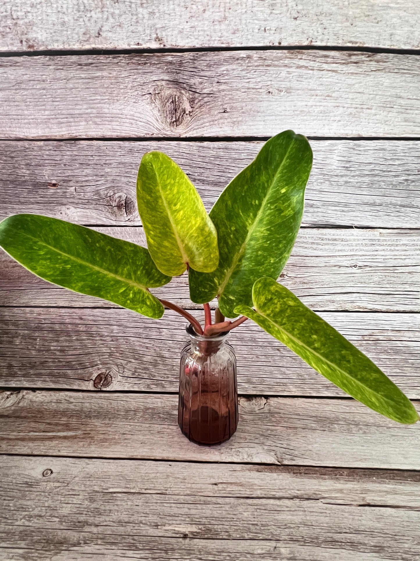 Painted Lady Philodendron Top Cutting