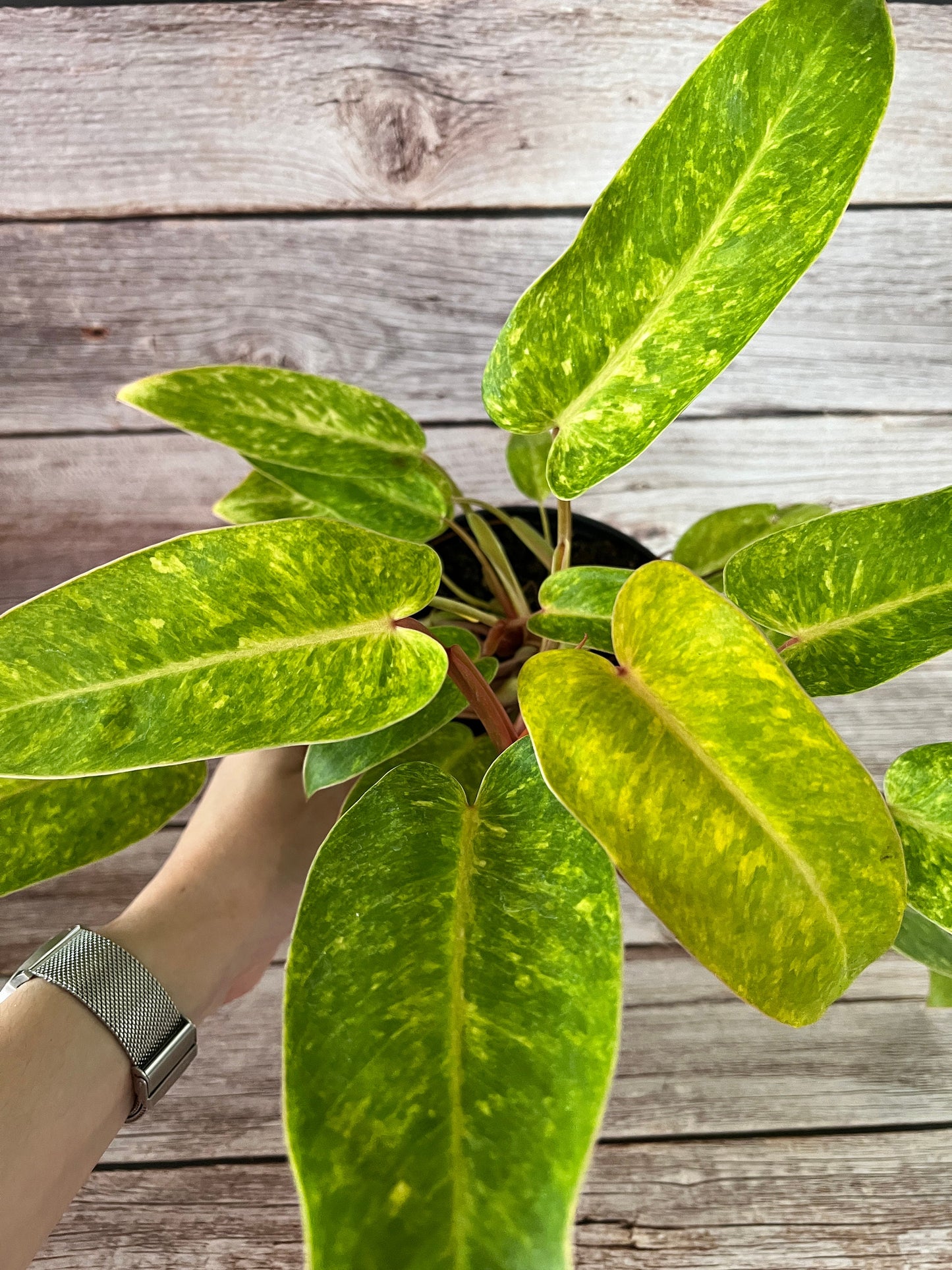 Painted Lady Philodendron Top Cutting