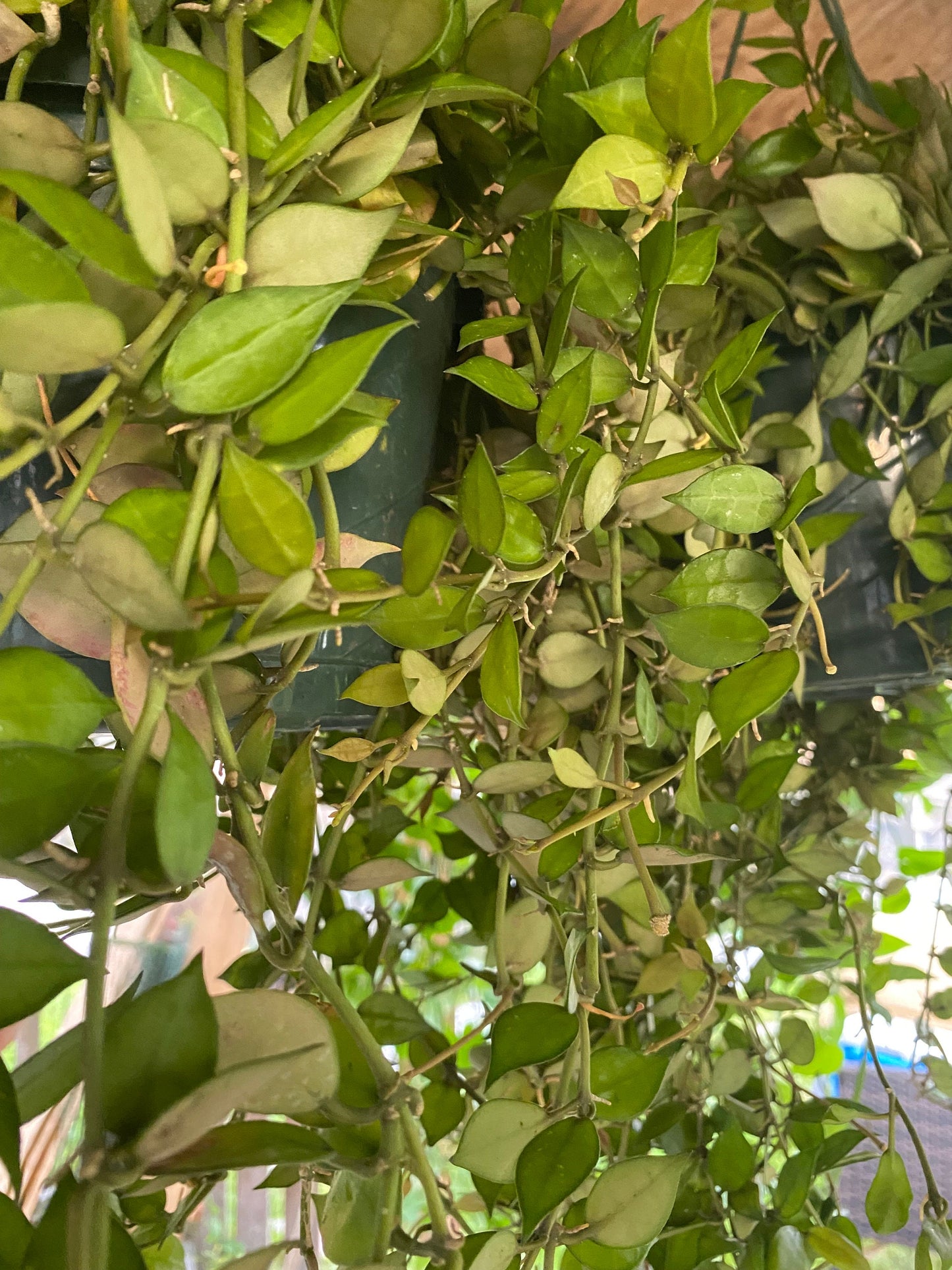 Hoya Lacunosa Cutting