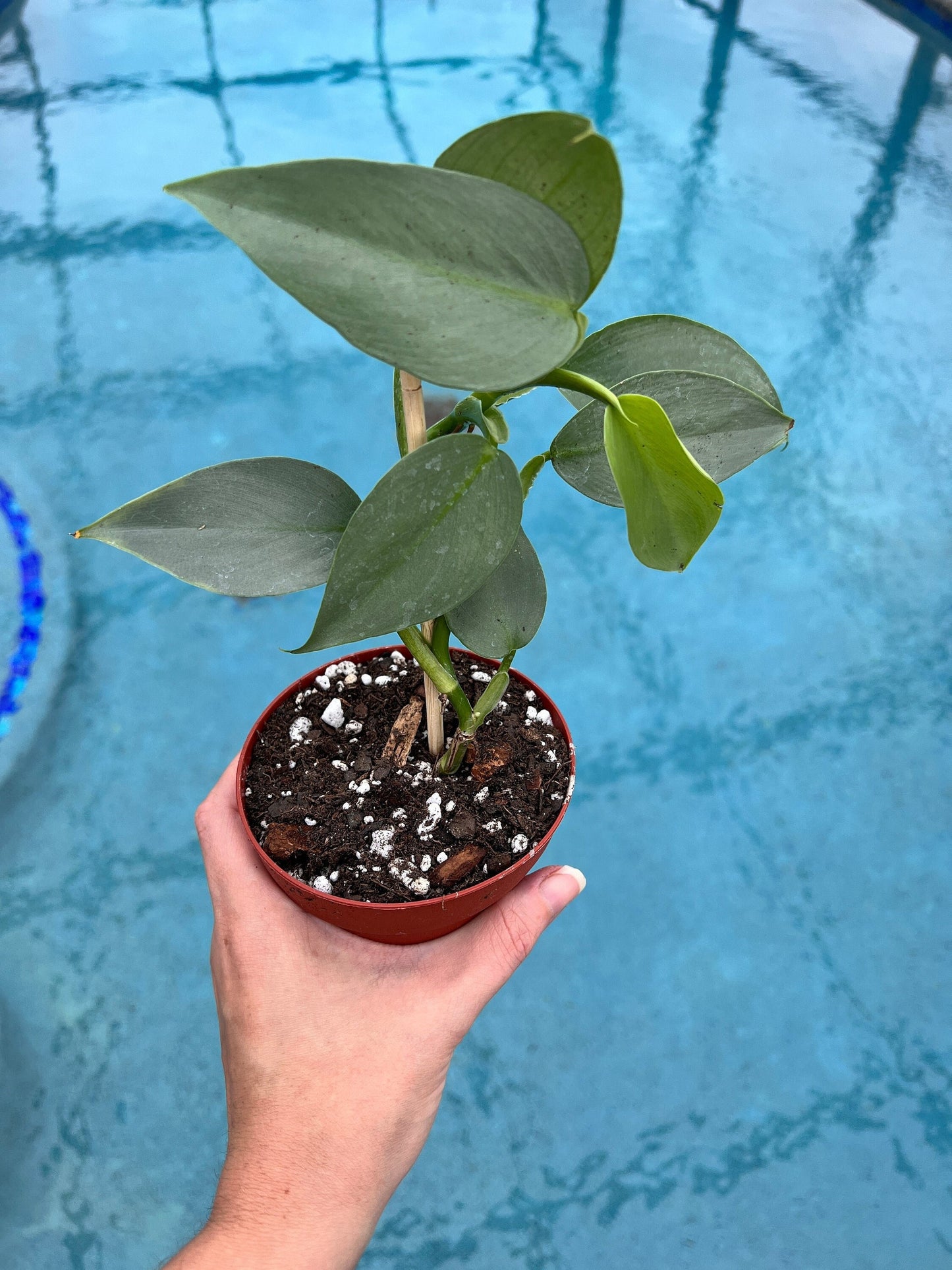 Silver Sword Philodendron 4"