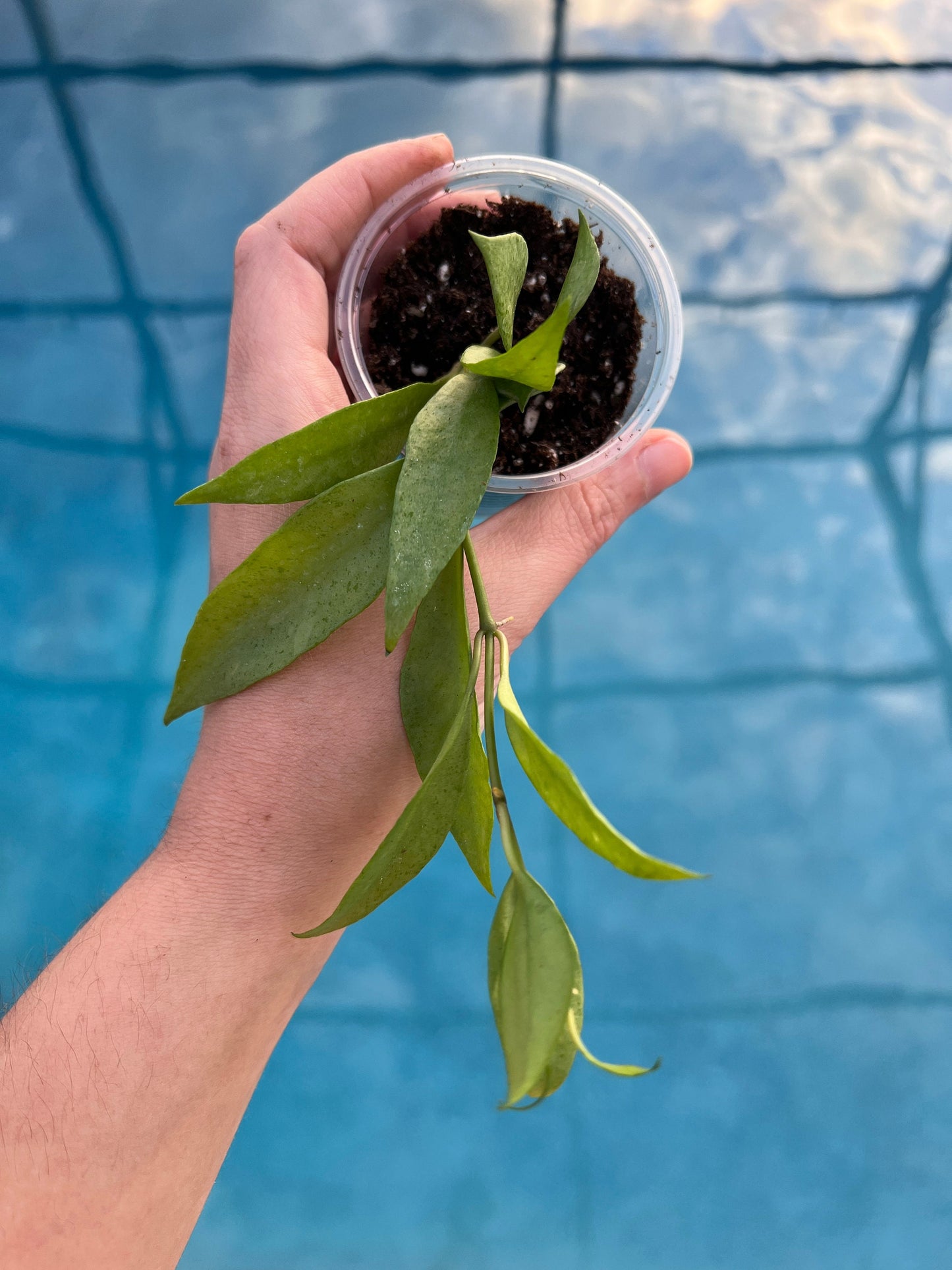 Hoya Lacunosa Mint Starter