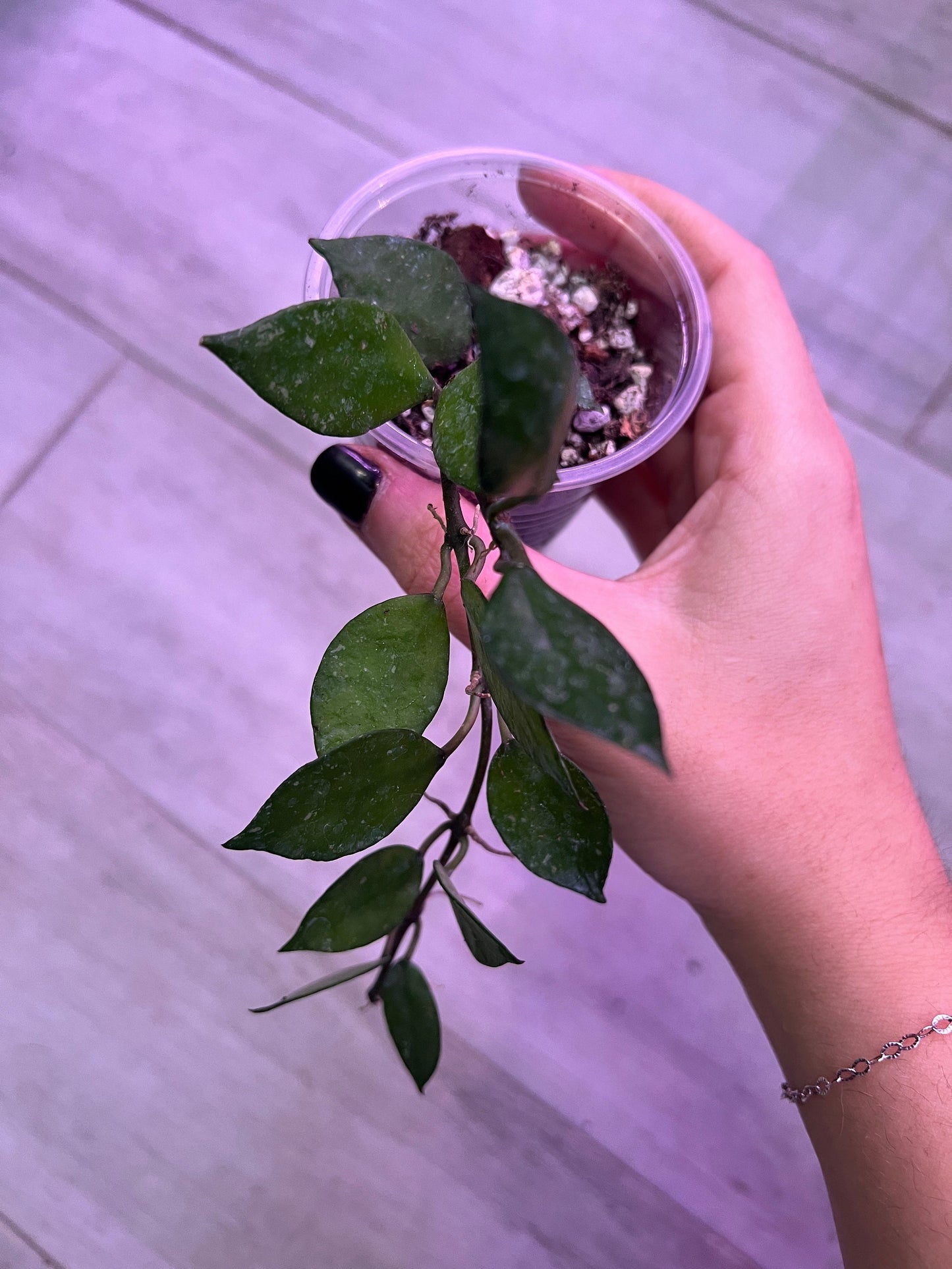Hoya Krohniana Black Starter